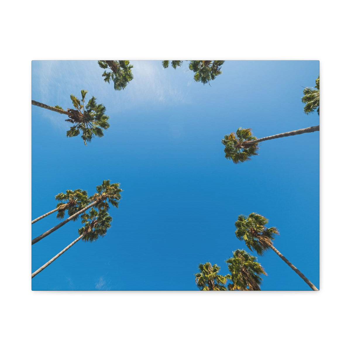 Palm Trees Los Angeles Modern Multicolor Scenic Nature Photography Canvas Home Office Decor Ready to Hang-Express Your Love Gifts
