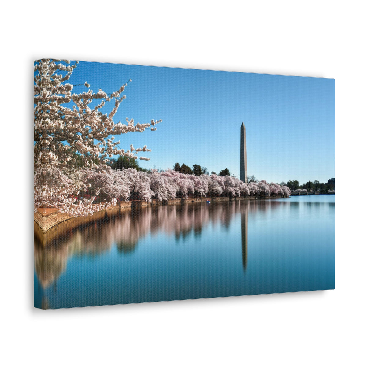 Cherry Blossom Festival at The National Mall Washington Modern Multicolor Scenic Nature Photography Canvas Home Office Decor Ready to Hang-Express Your Love Gifts
