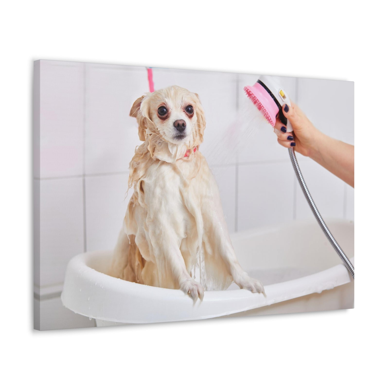 Cute Maltese Bath Canvas Wall Art for Home Decor Ready-to-Hang-Express Your Love Gifts