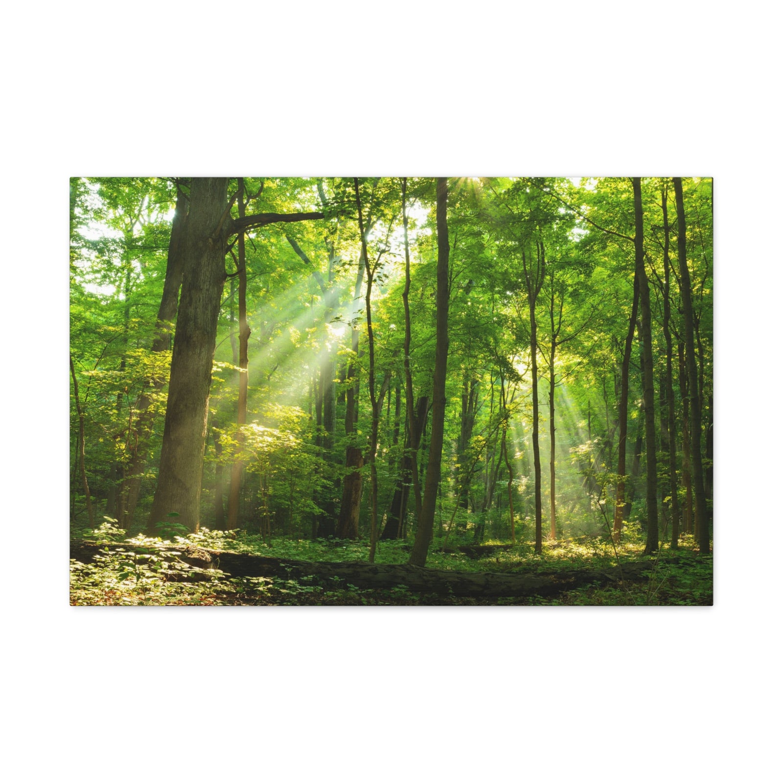 Green Forest Summer Sunlight Nature Wilderness Photography Canvas Wall Art for Home Decor Ready-to-Hang-Express Your Love Gifts