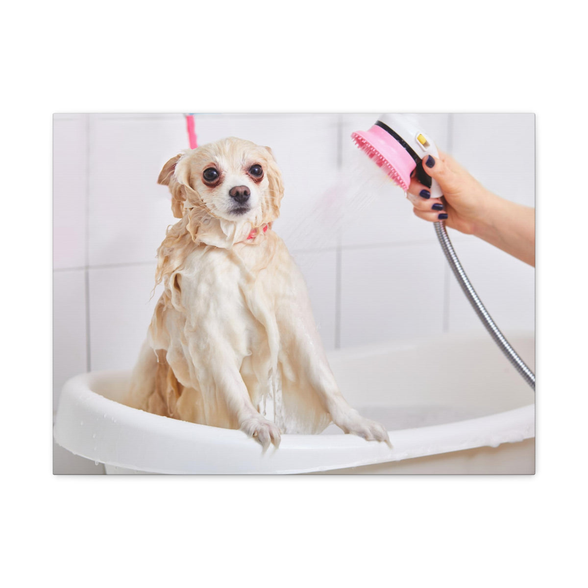 Cute Maltese Bath Canvas Wall Art for Home Decor Ready-to-Hang-Express Your Love Gifts