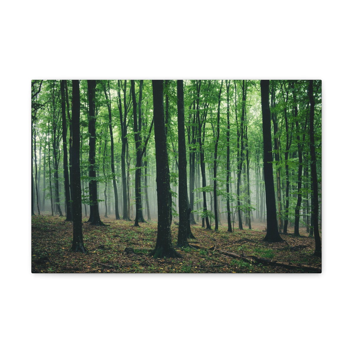 Misty Green Pine Tree Forest Nature Wilderness Photography Canvas Wall Art for Home Decor Ready-to-Hang-Express Your Love Gifts