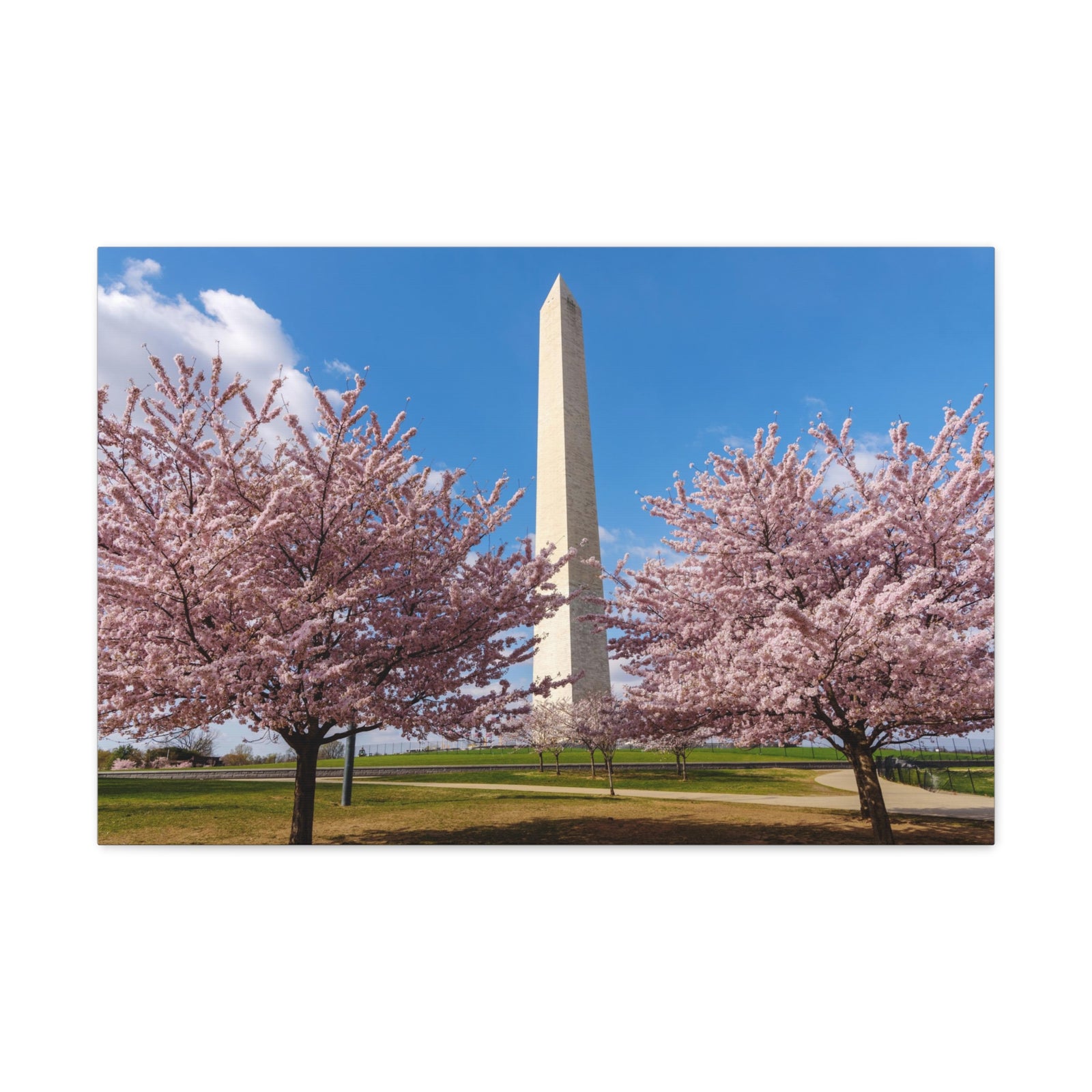 Mall Washington Blossom Festival Nature Wilderness Photography Canvas Wall Art for Home Decor Ready-to-Hang-Express Your Love Gifts