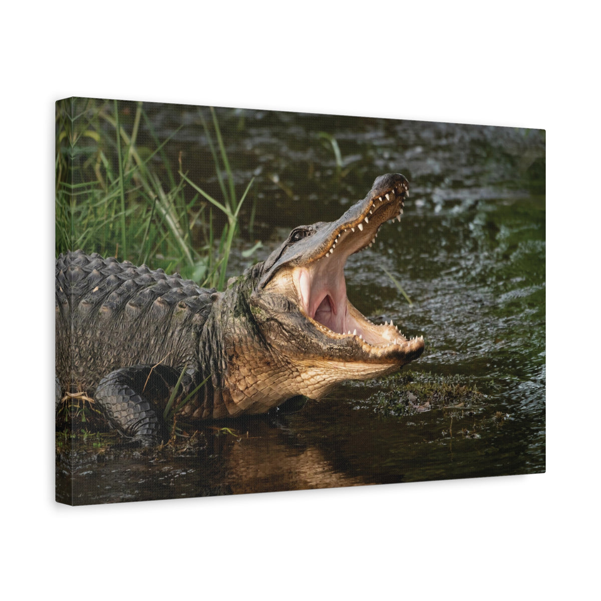 Mouth Wide Open Alligator Scary Alligator Outside Wall Art Ready To Hang-Express Your Love Gifts