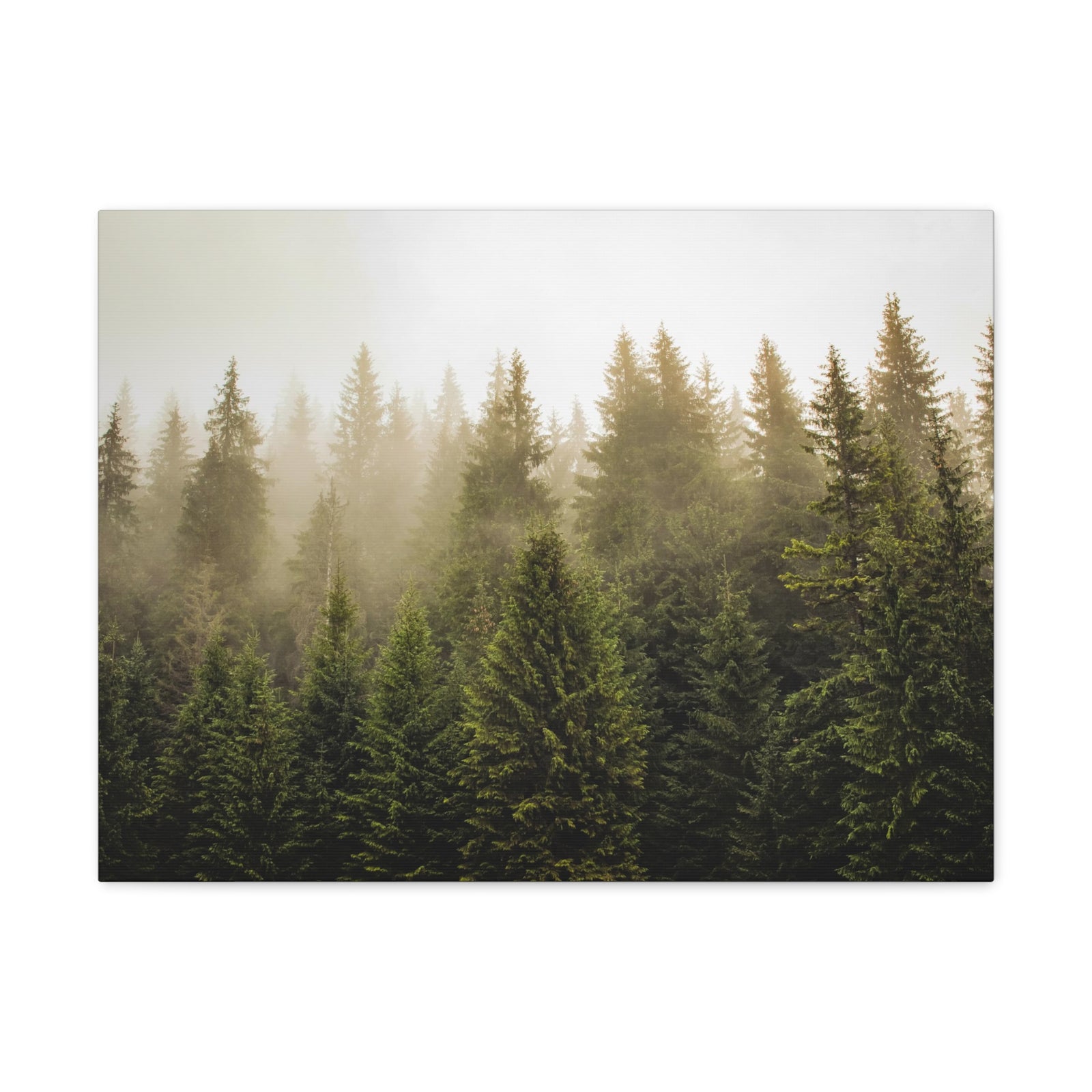 Misty Pine Tree Forest Nature Wilderness Photography Canvas Wall Art for Home Decor Ready-to-Hang-Express Your Love Gifts
