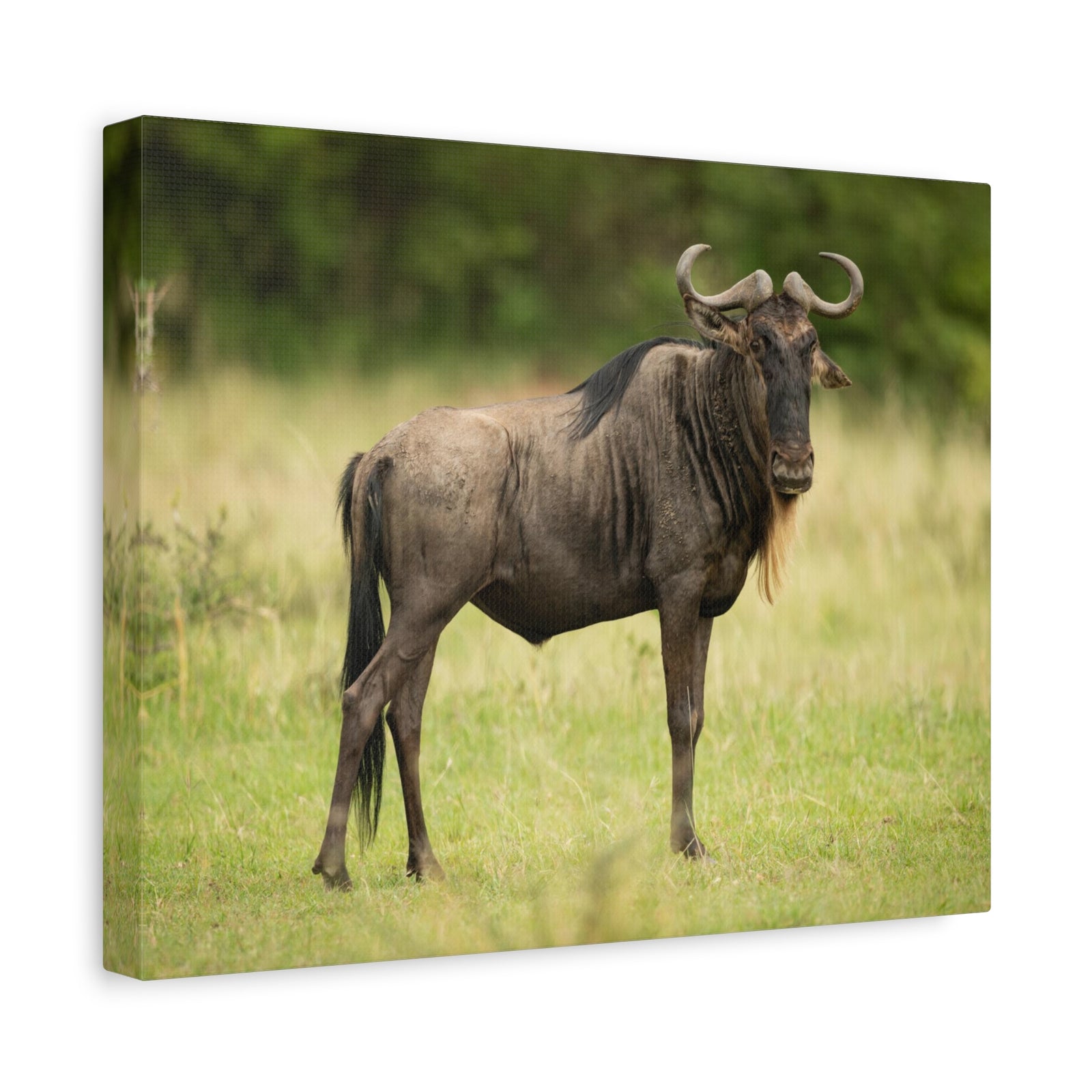 Funny Wildebeest Silly Wildebeest Scene Outdoor Wall Art Ready to Hang-Express Your Love Gifts