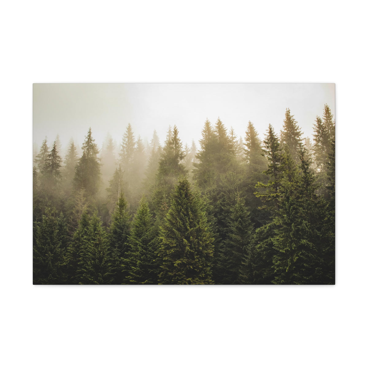 Misty Pine Tree Forest Nature Wilderness Photography Canvas Wall Art for Home Decor Ready-to-Hang-Express Your Love Gifts