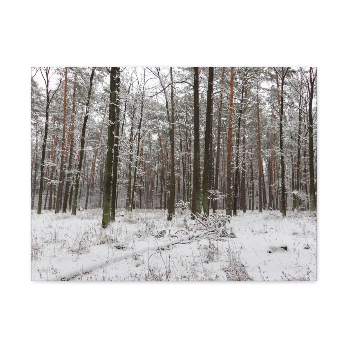 Winter Tree Covered In Snow Forest Nature Wilderness Photography Canvas Wall Art for Home Decor Ready-to-Hang-Express Your Love Gifts