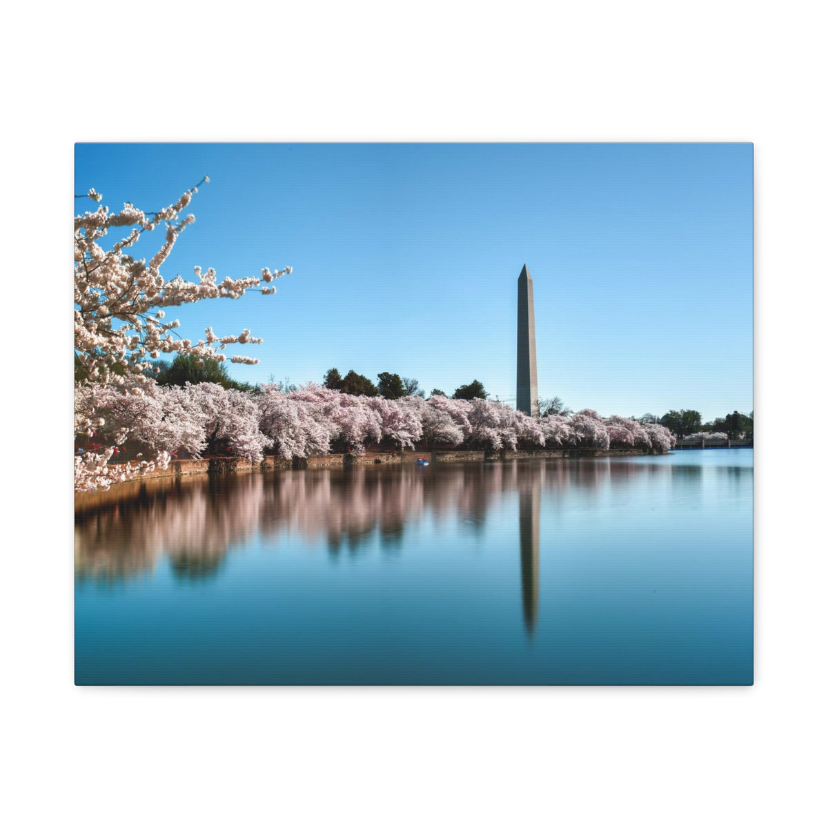 Cherry Blossom Festival at The National Mall Washington Modern Multicolor Scenic Nature Photography Canvas Home Office Decor Ready to Hang-Express Your Love Gifts