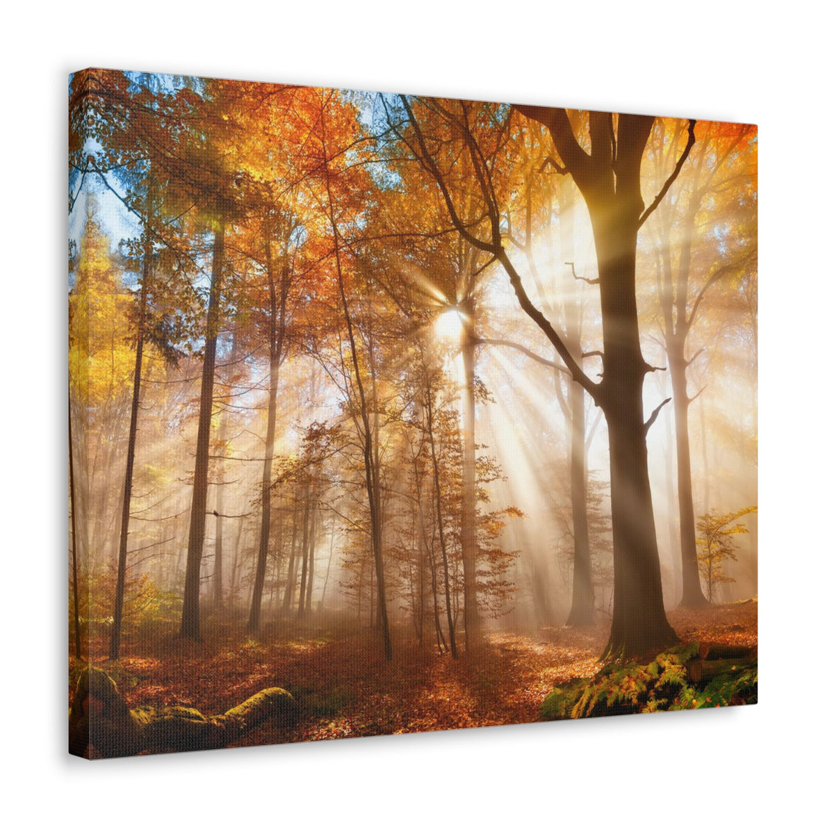 Sunlight Shine Autumn Forest Nature Wilderness Photography Canvas Wall Art for Home Decor Ready-to-Hang-Express Your Love Gifts