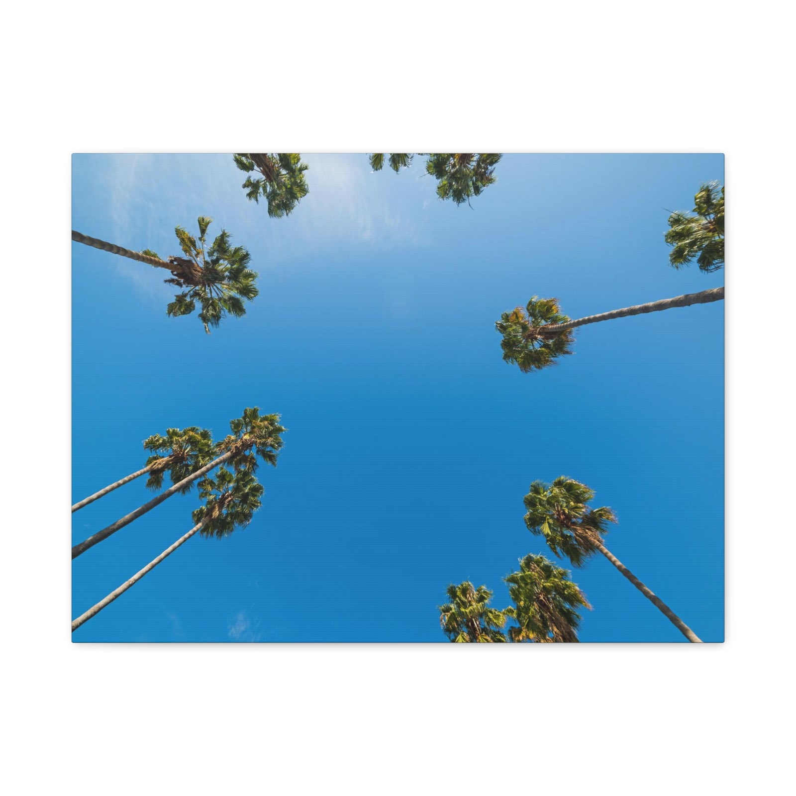 Palm Trees Los Angeles Modern Multicolor Scenic Nature Photography Canvas Home Office Decor Ready to Hang-Express Your Love Gifts