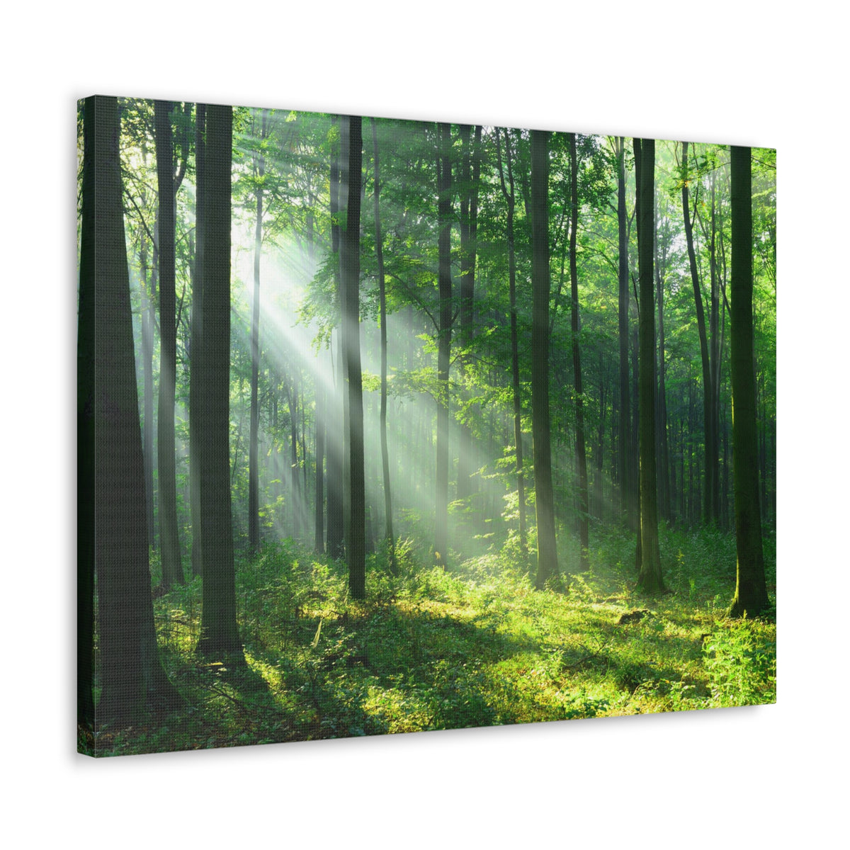 Green Forest Sunlight Nature Wilderness Photography Canvas Wall Art for Home Decor Ready-to-Hang-Express Your Love Gifts