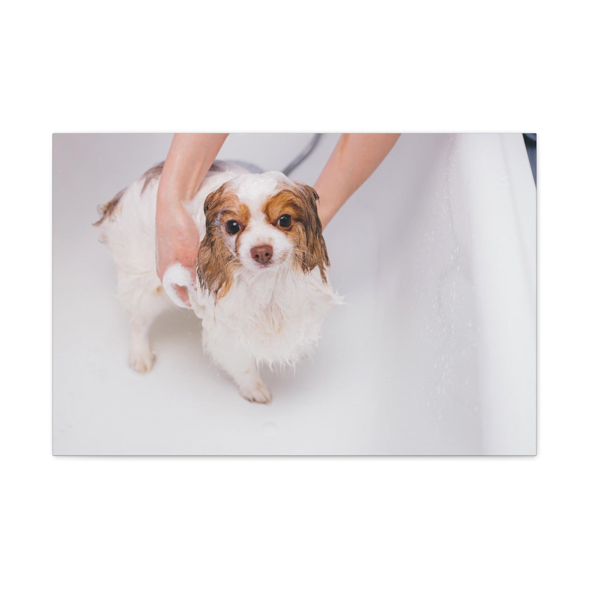 Cute Cavalier King Charles Spaniel Bath Canvas Wall Art for Home Decor Ready-to-Hang-Express Your Love Gifts