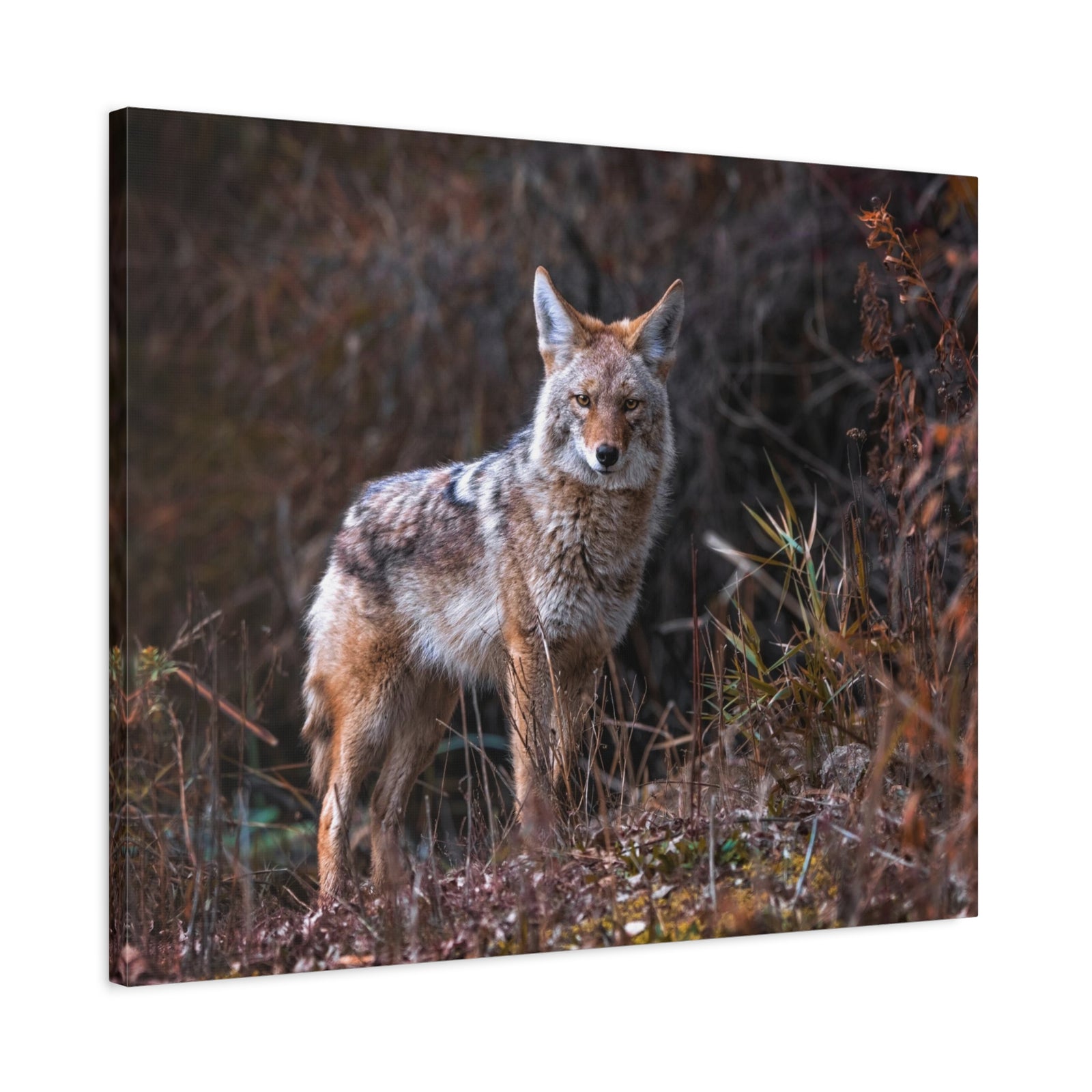 Majestic Coyote Art Majestic Coyote Print Animal Wall Art Wildlife Canvas Prints Wall Art Ready to Hang-Express Your Love Gifts