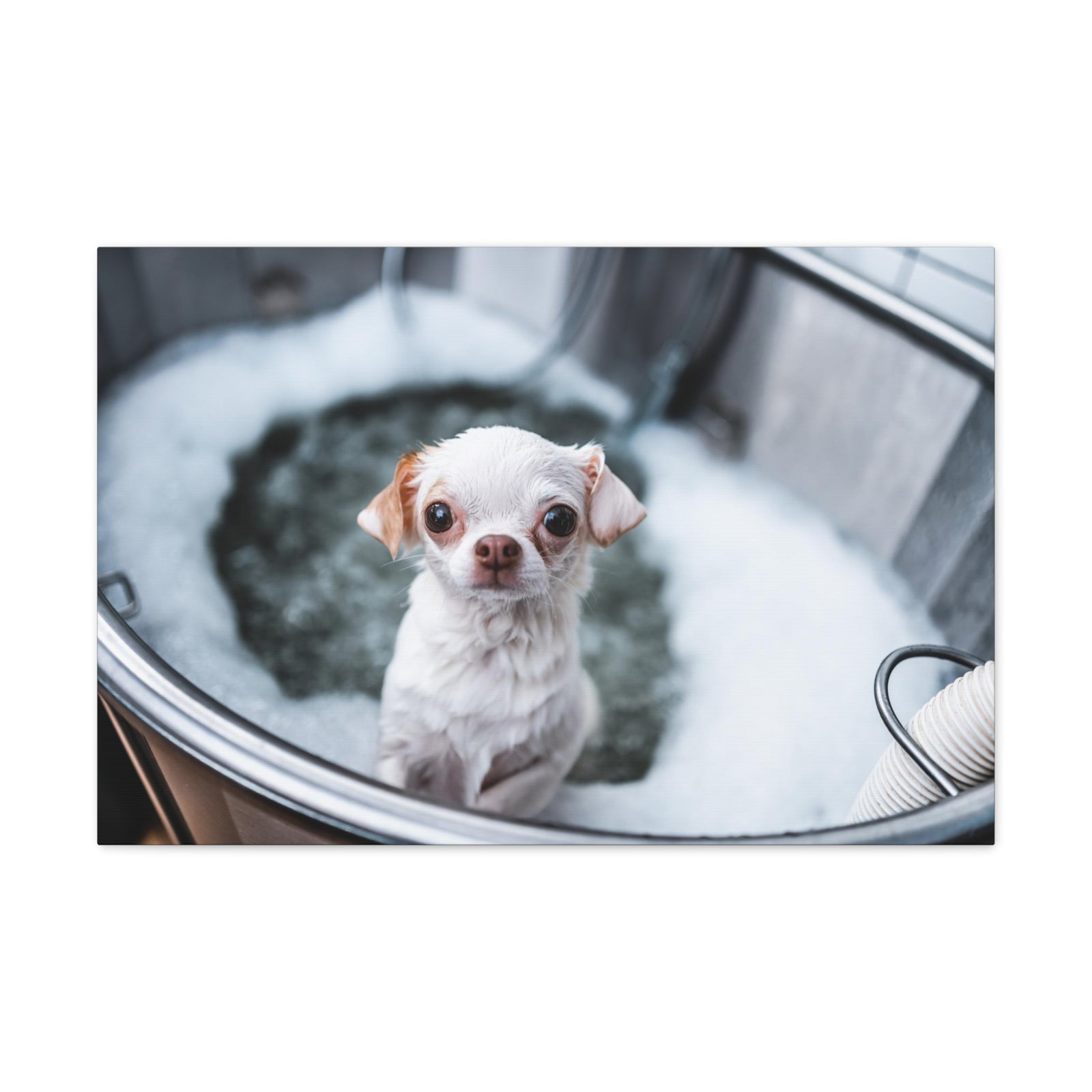 Cute Chihuahua Bathee Canvas Wall Art for Home Decor Ready-to-Hang-Express Your Love Gifts