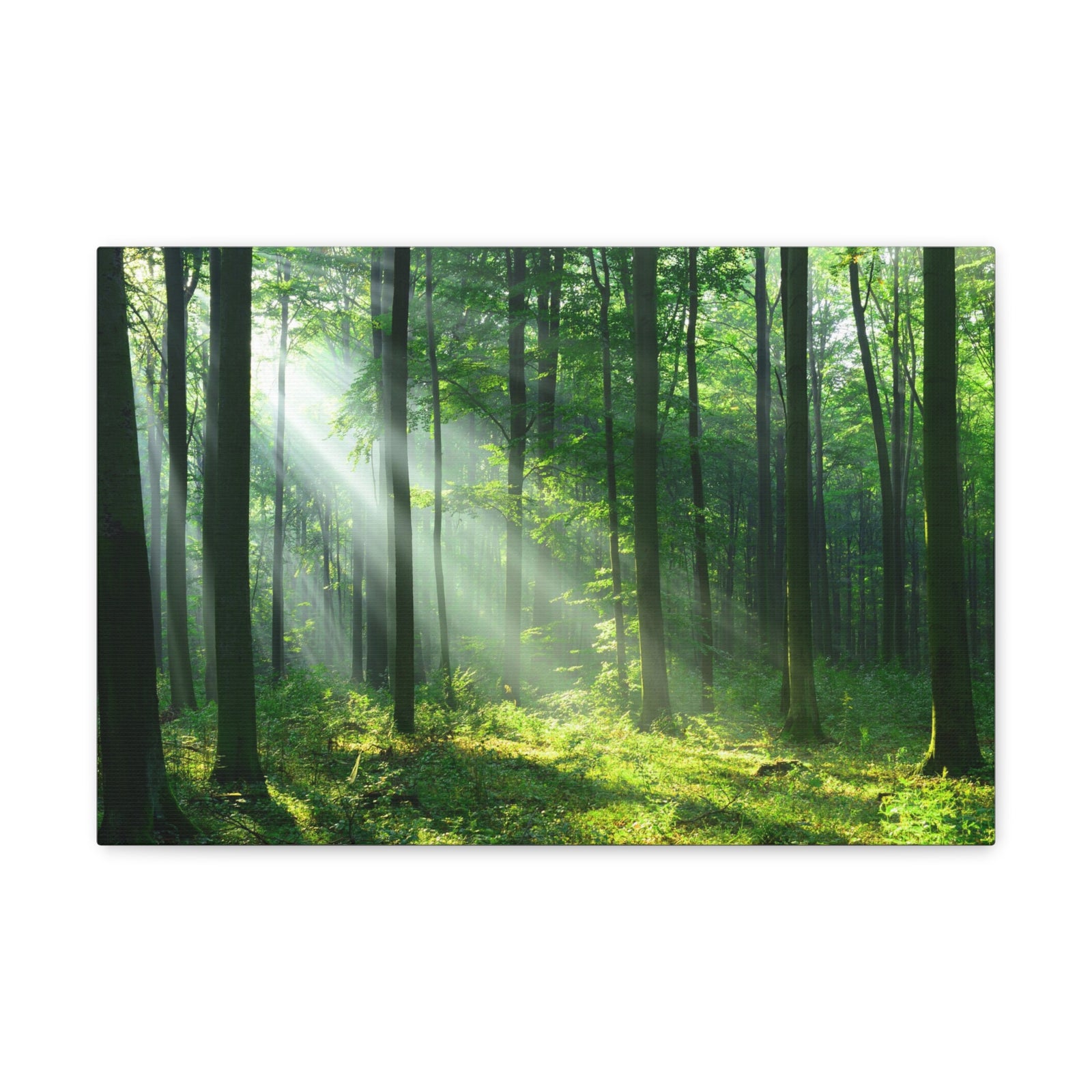 Green Forest Sunlight Nature Wilderness Photography Canvas Wall Art for Home Decor Ready-to-Hang-Express Your Love Gifts
