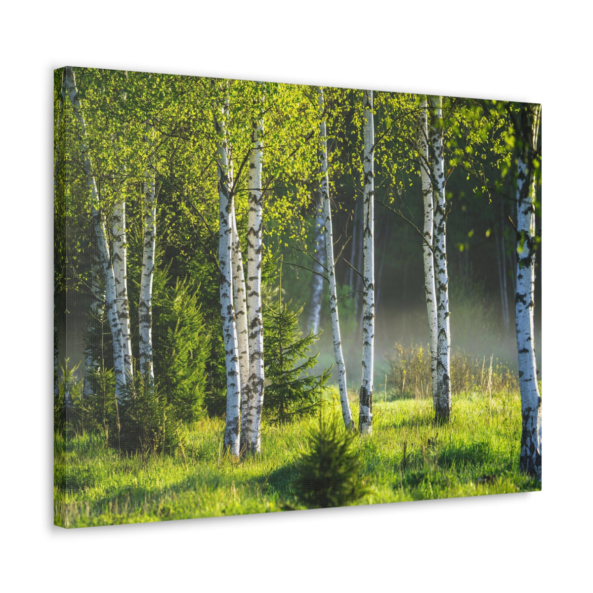 White Birch Trees in Green Forest Nature Wilderness Photography Canvas Wall Art for Home Decor Ready-to-Hang-Express Your Love Gifts