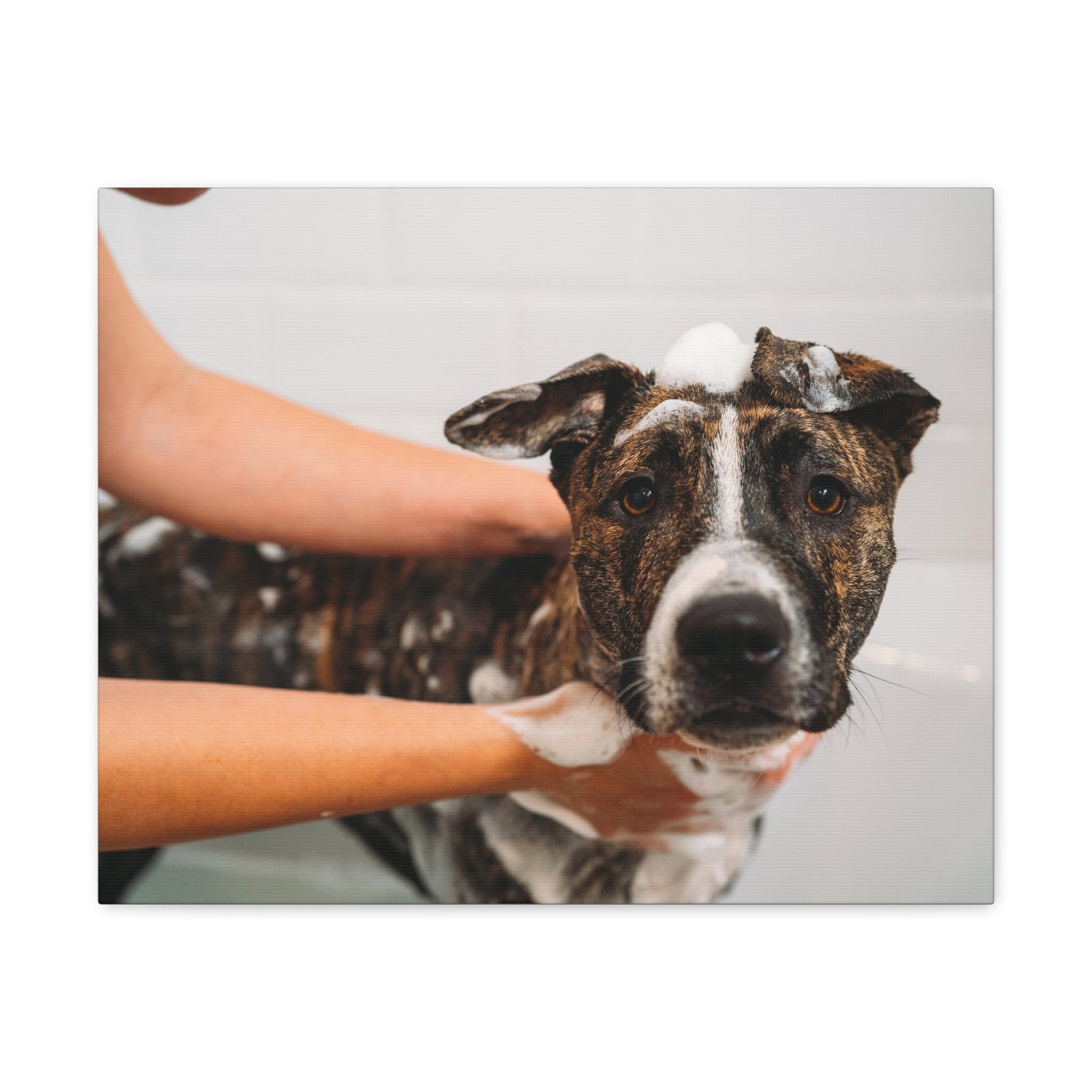 Cute American Staffordshire Terrier Bathee Canvas Wall Art for Home Decor Ready-to-Hang-Express Your Love Gifts