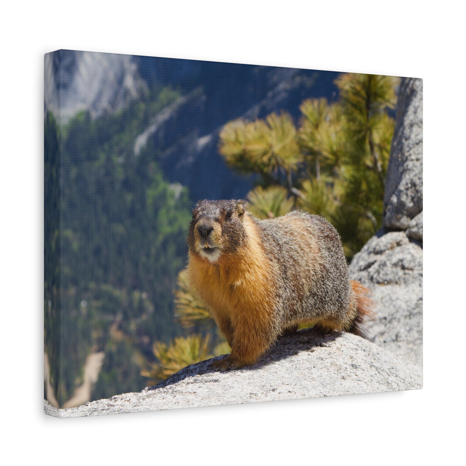 Majestic Yellow Bellied Marmot Art Majestic Yellow Bellied Marmot Print Animal Wall Art Wildlife Canvas Prints Wall Art Ready to Hang-Express Your Love Gifts