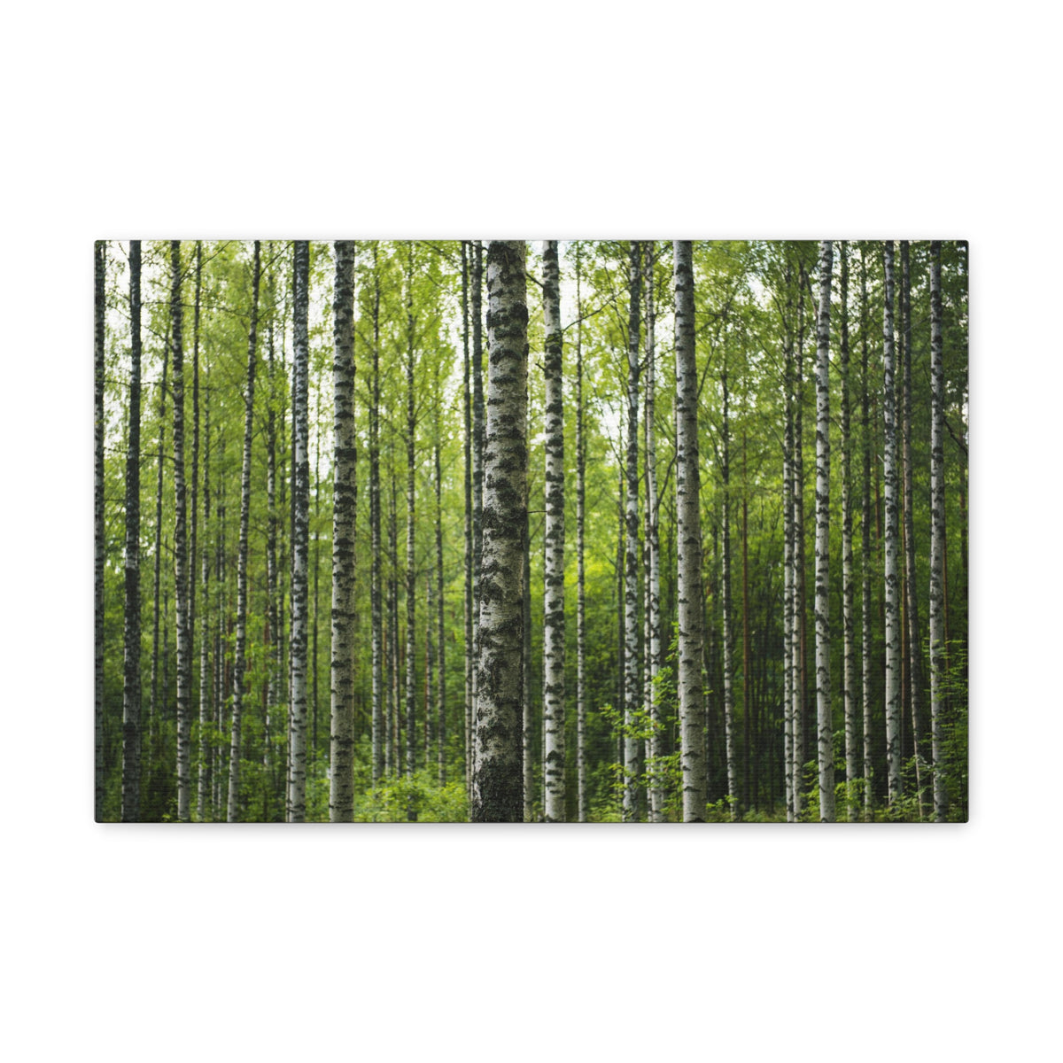 White Birch Trees in Green Forest Nature Wilderness Photography Canvas Wall Art for Home Decor Ready-to-Hang-Express Your Love Gifts