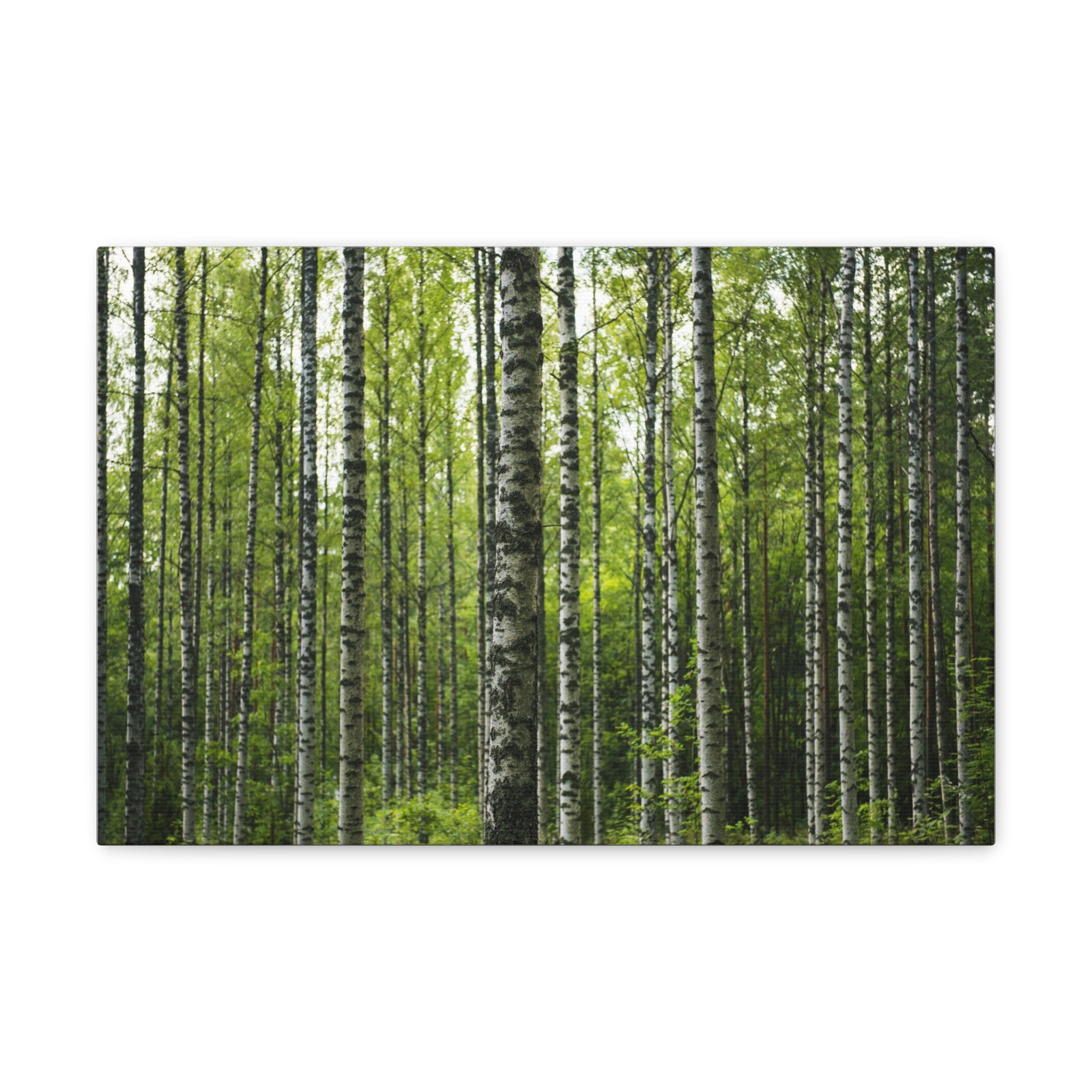 White Birch Trees in Green Forest Nature Wilderness Photography Canvas Wall Art for Home Decor Ready-to-Hang-Express Your Love Gifts