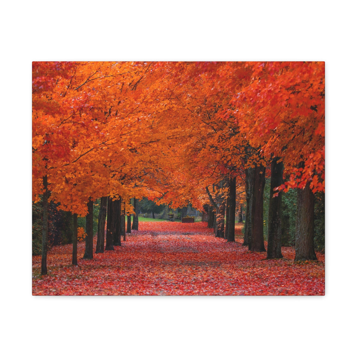 Autumn Forest Orange Leave Tree Trail Nature Wilderness Photography Canvas Wall Art for Home Decor Ready-to-Hang-Express Your Love Gifts