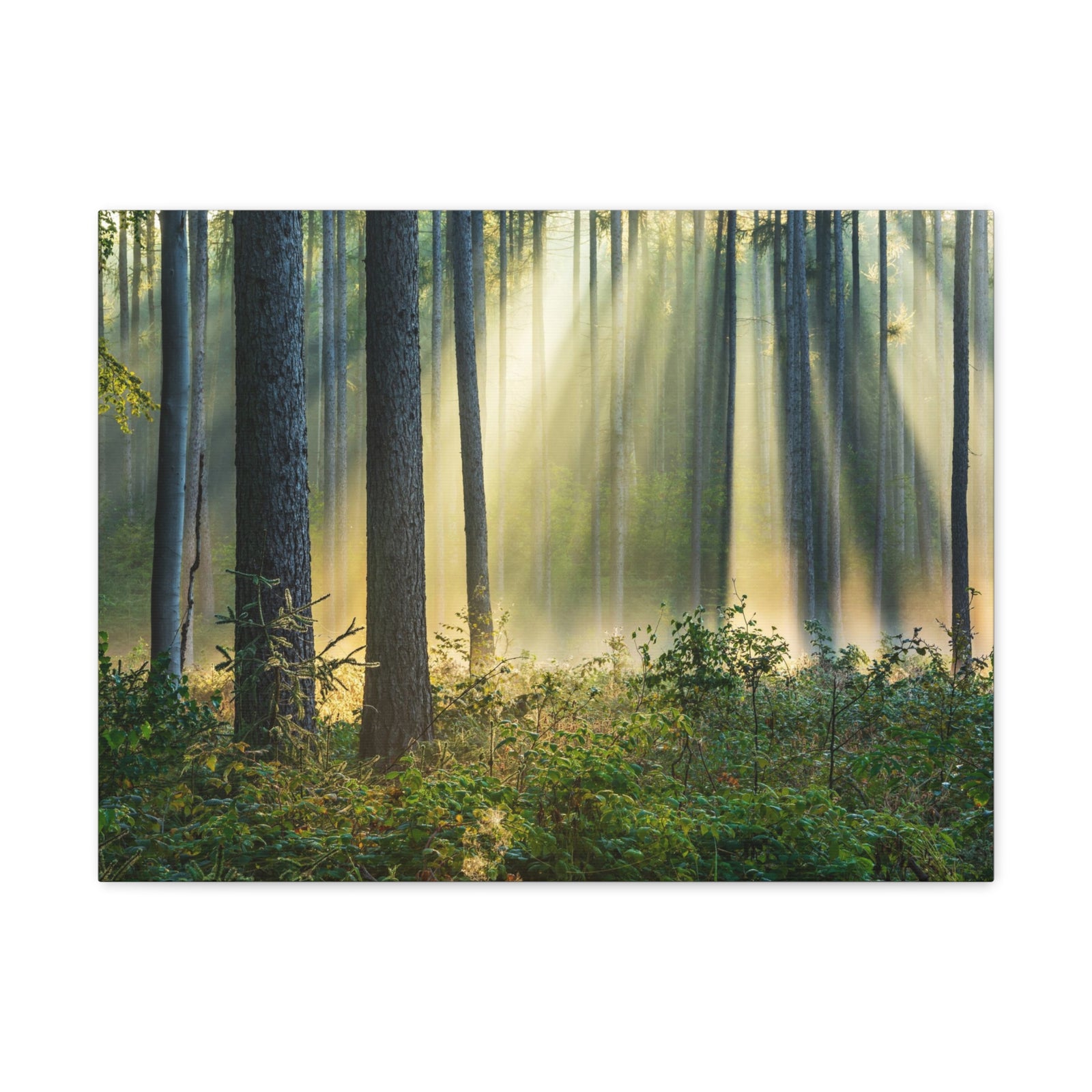 Sunrise Green Forest Nature Wilderness Photography Canvas Wall Art for Home Decor Ready-to-Hang-Express Your Love Gifts