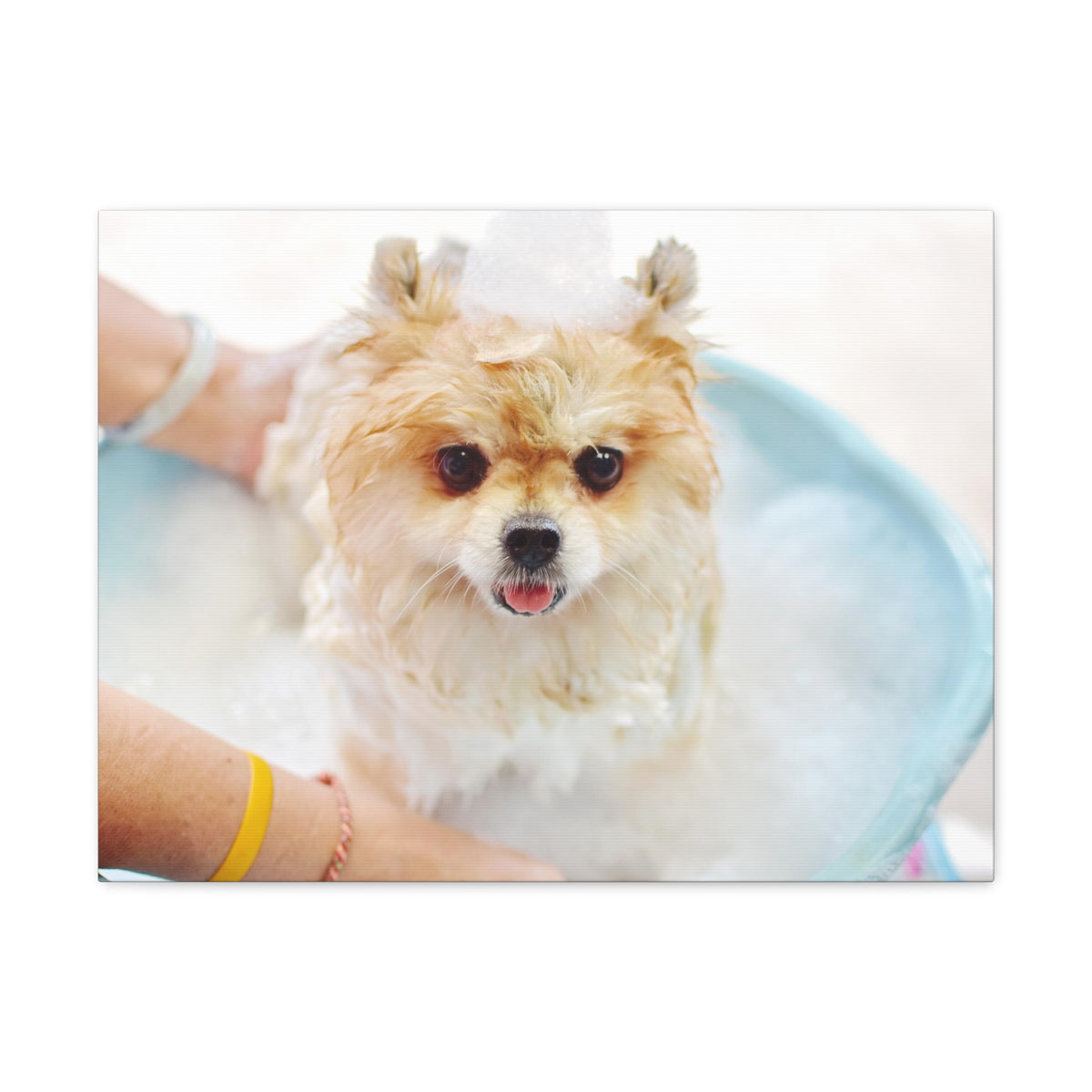 Cute Pomeranian Bath Canvas Wall Art for Home Decor Ready-to-Hang-Express Your Love Gifts