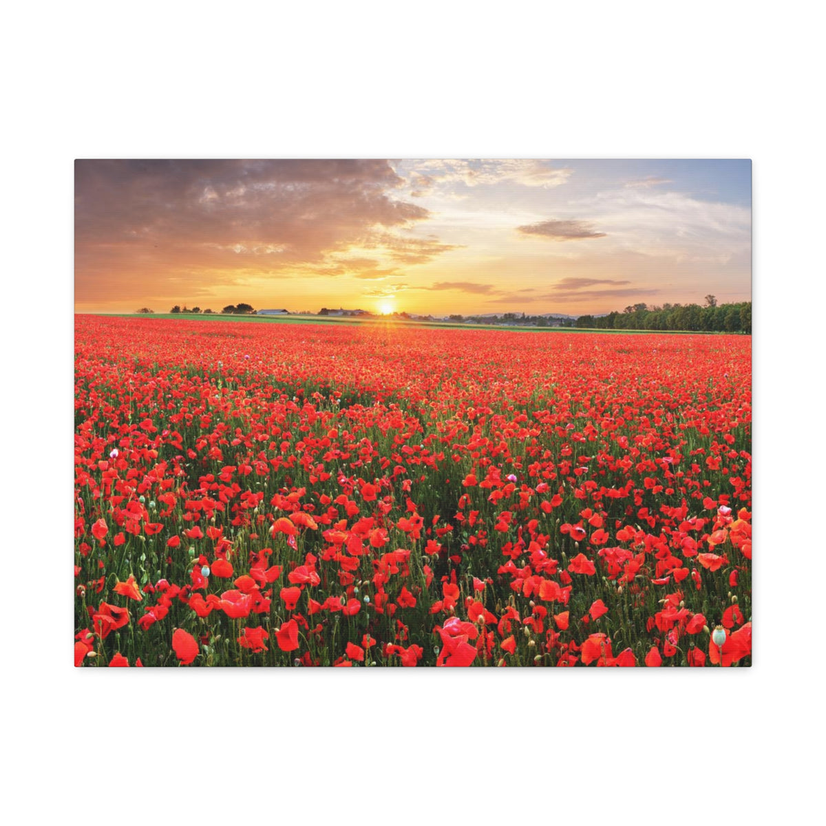 Nice Sunset Over Poppy Field Flower Canvas Wall Art for Home Decor Ready-to-Hang-Express Your Love Gifts