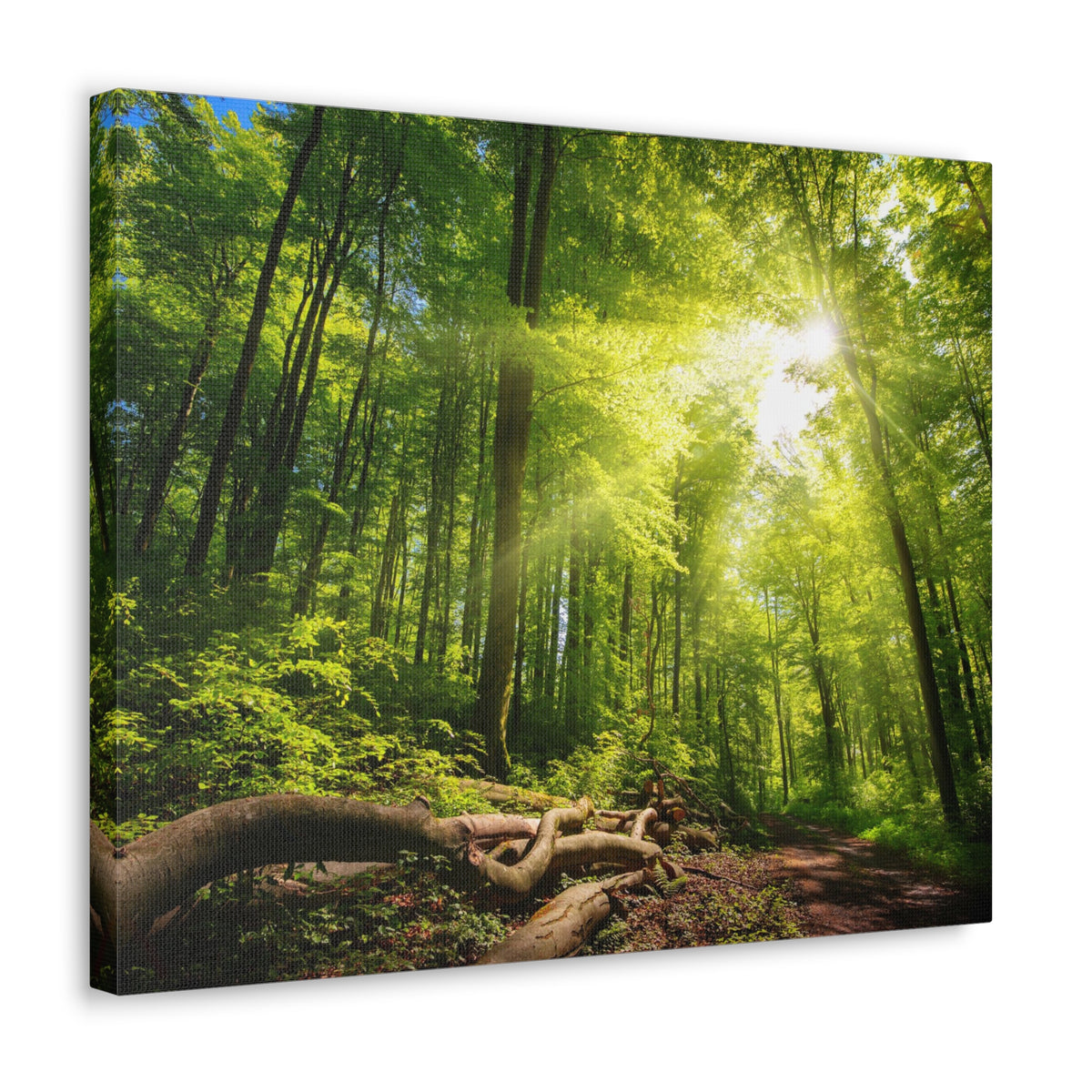 Sunlight Forest Green Nature Wilderness Photography Canvas Wall Art for Home Decor Ready-to-Hang-Express Your Love Gifts