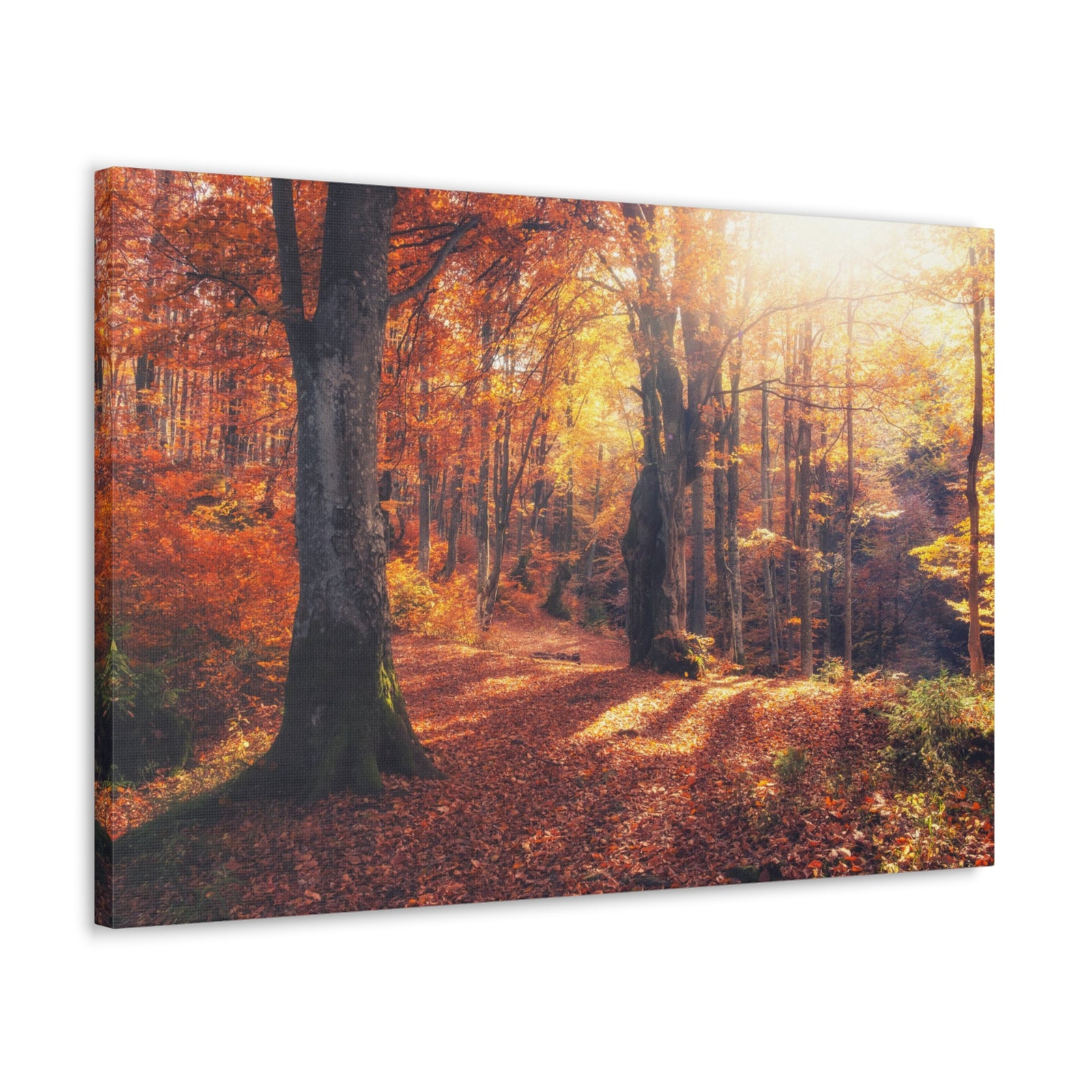 Orange Tree Sunlight Autumn Forest Nature Wilderness Photography Canvas Wall Art for Home Decor Ready-to-Hang-Express Your Love Gifts
