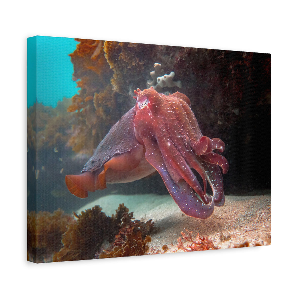 Majestic Giant Cuttlefish Floating in the Ocean Print Animal Wall Art Wildlife Canvas Prints Wall Art Ready to Hang-Express Your Love Gifts