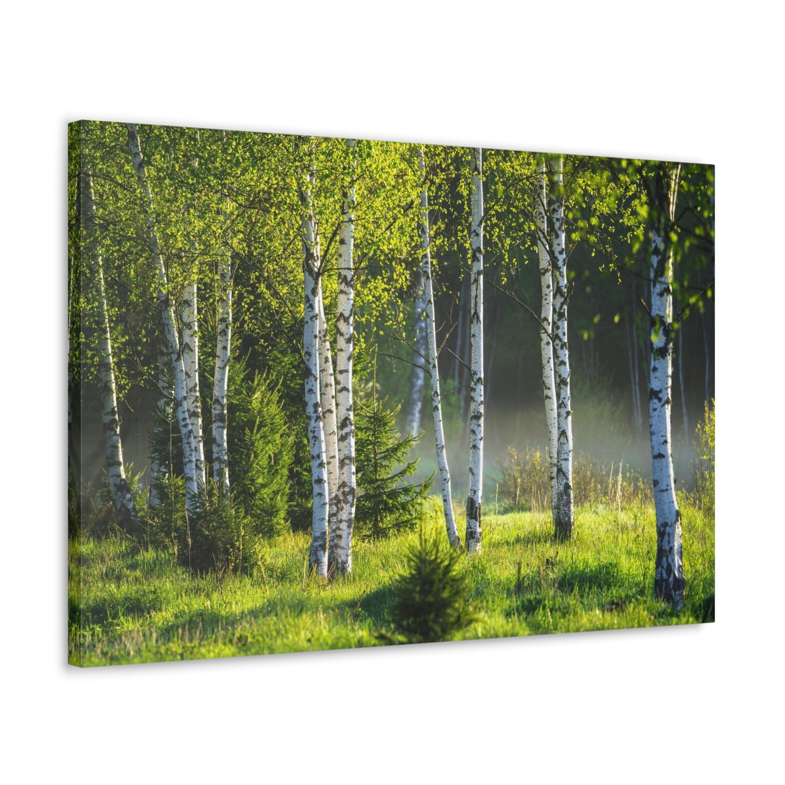 White Birch Trees in Green Forest Nature Wilderness Photography Canvas Wall Art for Home Decor Ready-to-Hang-Express Your Love Gifts