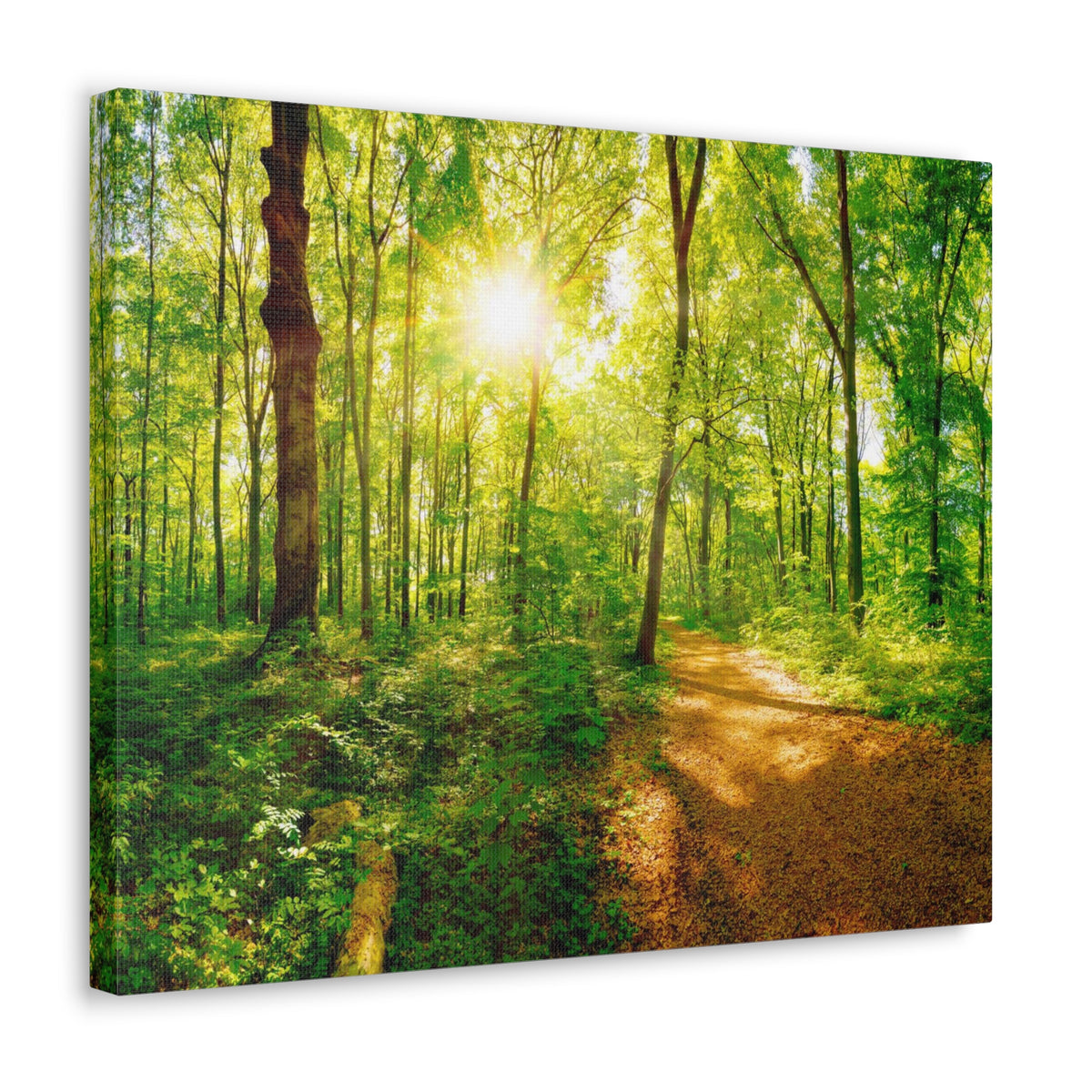Green Forest Sunlight Nature Wilderness Photography Canvas Wall Art for Home Decor Ready-to-Hang-Express Your Love Gifts