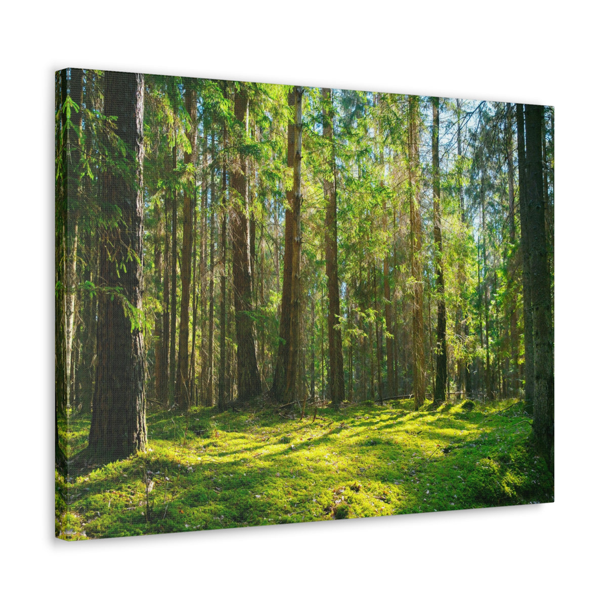 Sunlight Green Forest Tree Nature Wilderness Photography Canvas Wall Art for Home Decor Ready-to-Hang-Express Your Love Gifts