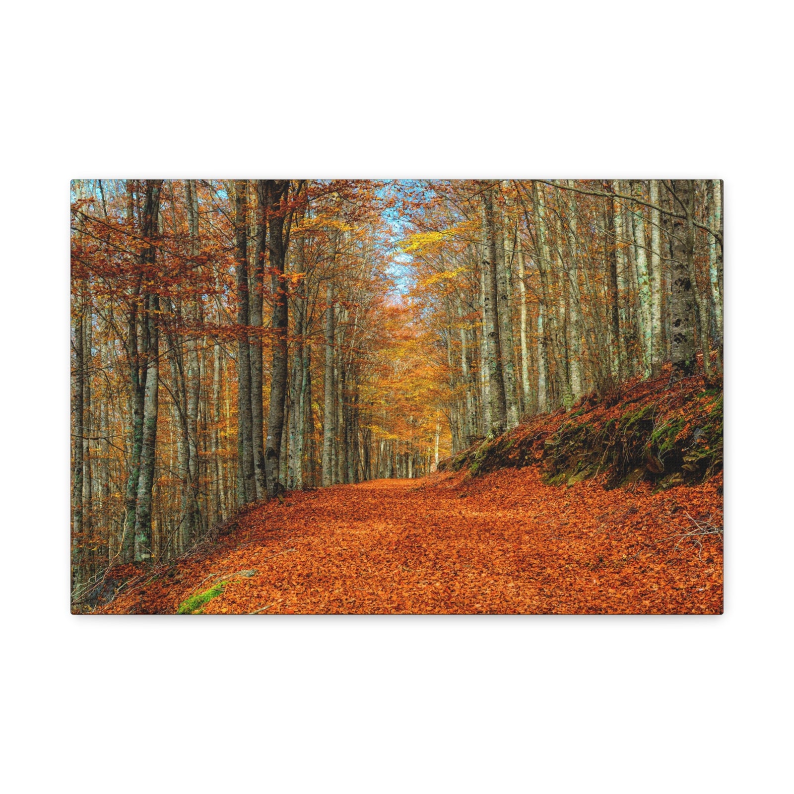 Path Through Red & Orange Autumn Park Nature Wilderness Photography Canvas Wall Art for Home Decor Ready-to-Hang-Express Your Love Gifts