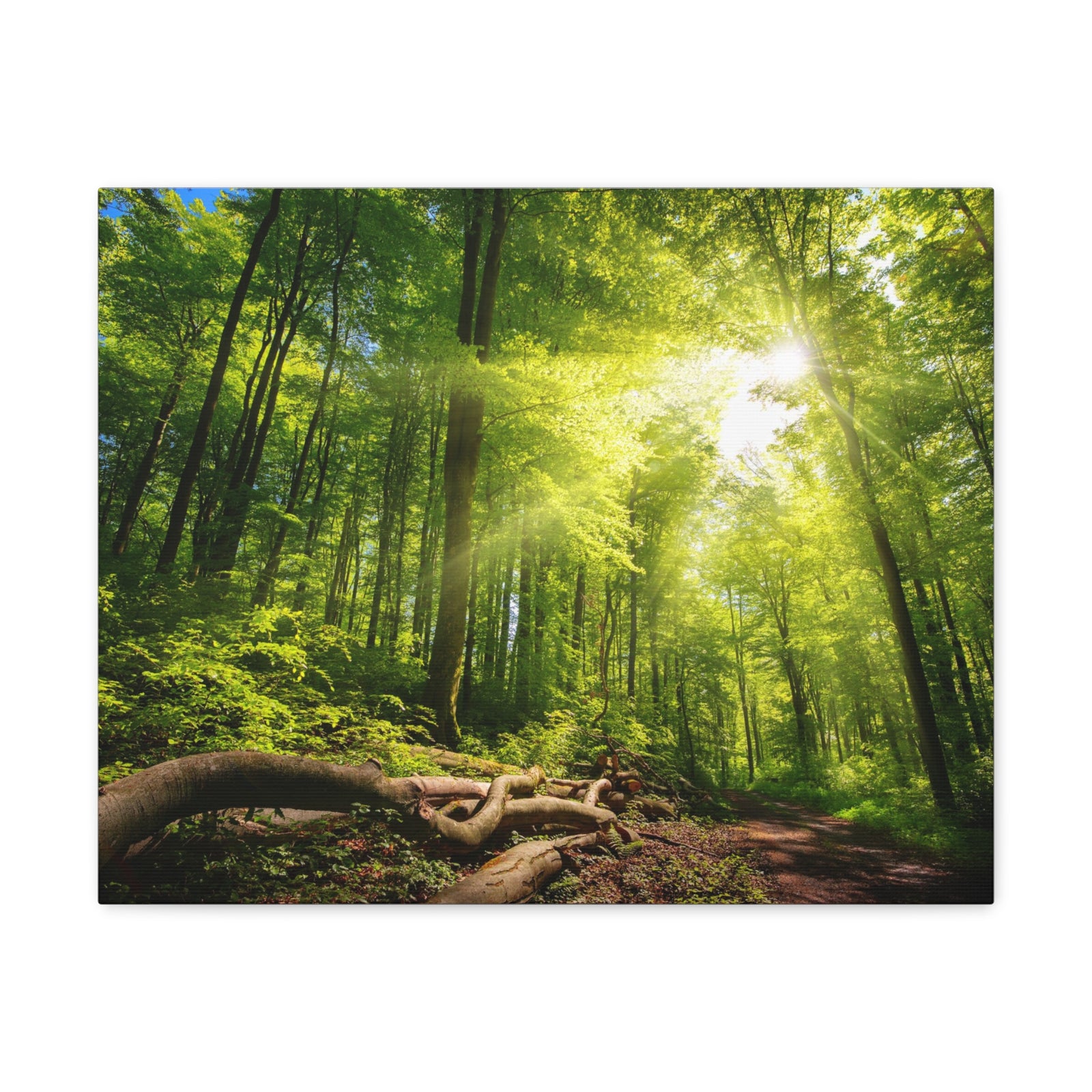 Sunlight Forest Green Nature Wilderness Photography Canvas Wall Art for Home Decor Ready-to-Hang-Express Your Love Gifts