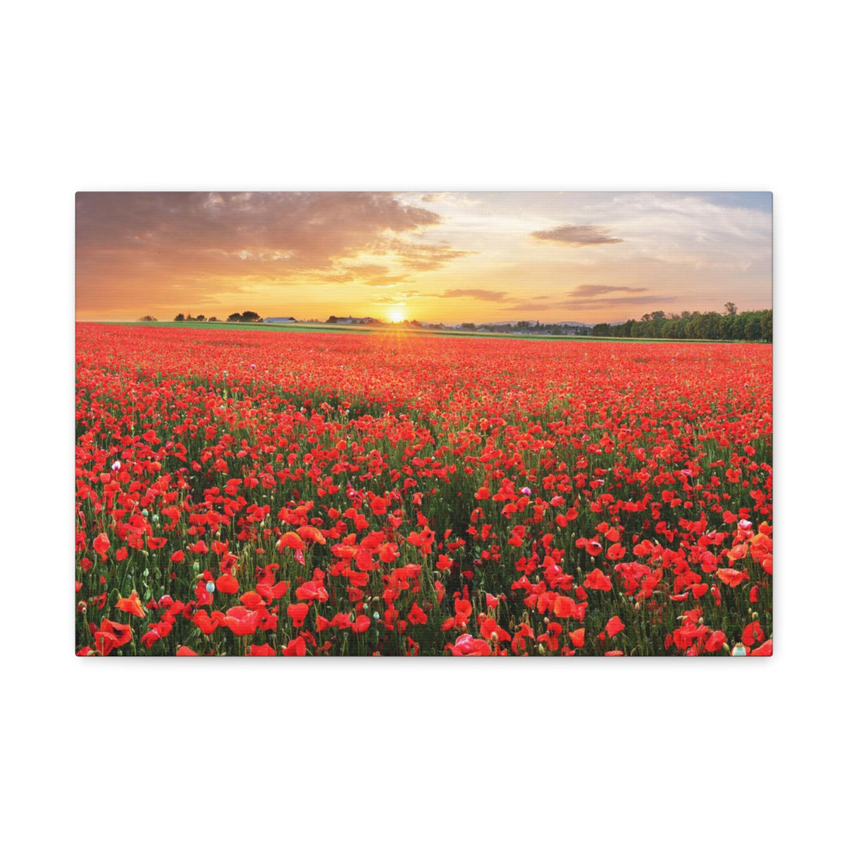 Nice Sunset Over Poppy Field Flower Canvas Wall Art for Home Decor Ready-to-Hang-Express Your Love Gifts