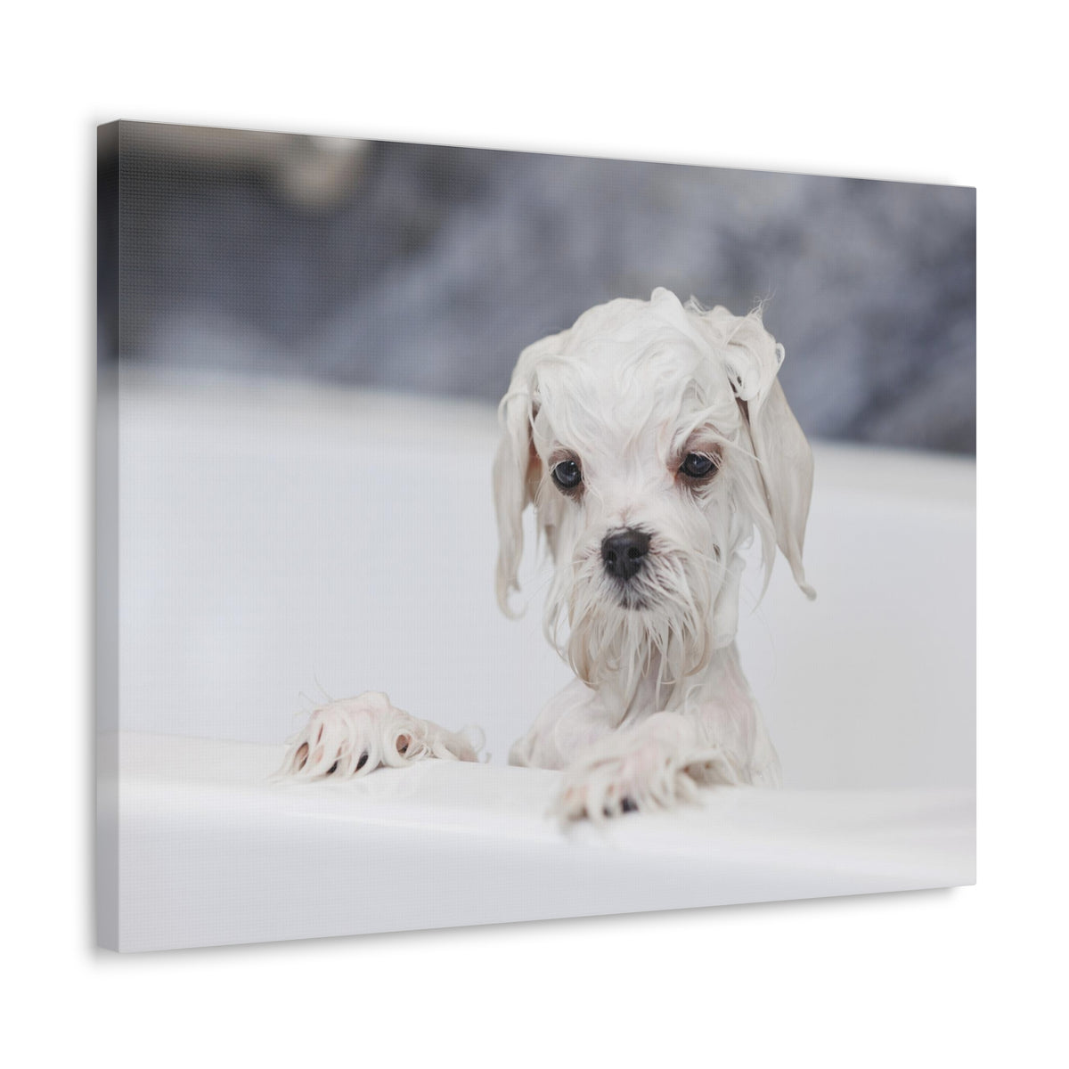 Cute White Maltese Bath Canvas Wall Art for Home Decor Ready-to-Hang-Express Your Love Gifts