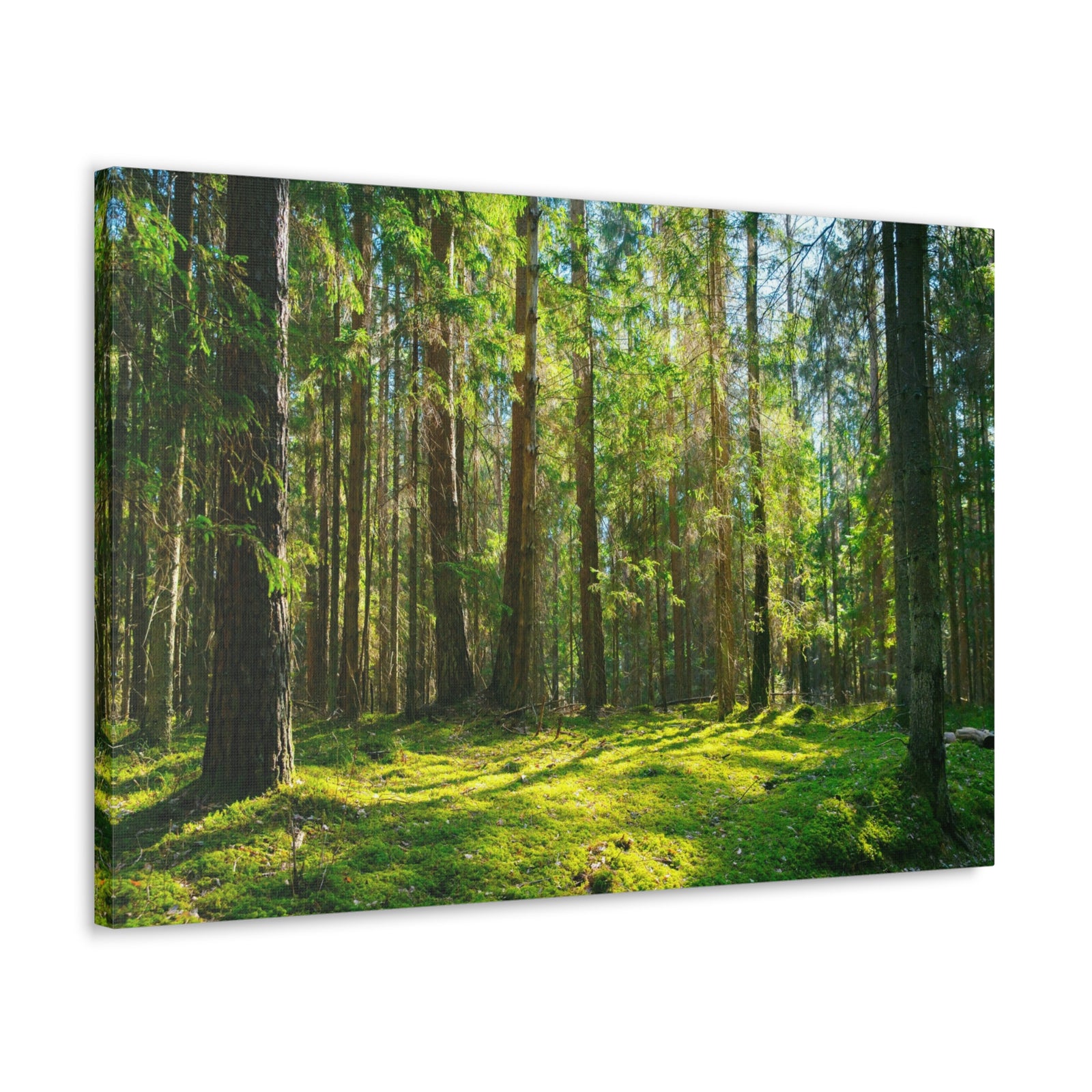 Sunlight Green Forest Tree Nature Wilderness Photography Canvas Wall Art for Home Decor Ready-to-Hang-Express Your Love Gifts