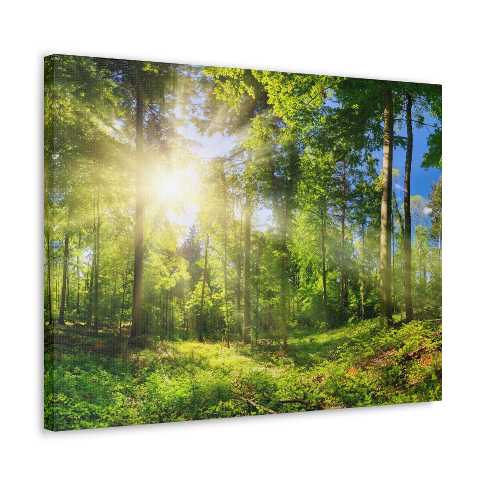 Sunrise Through Green Forest Nature Wilderness Photography Canvas Wall Art for Home Decor Ready-to-Hang-Express Your Love Gifts