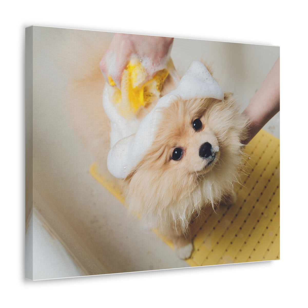 Cute Pomeranian Bathee Canvas Wall Art for Home Decor Ready-to-Hang-Express Your Love Gifts
