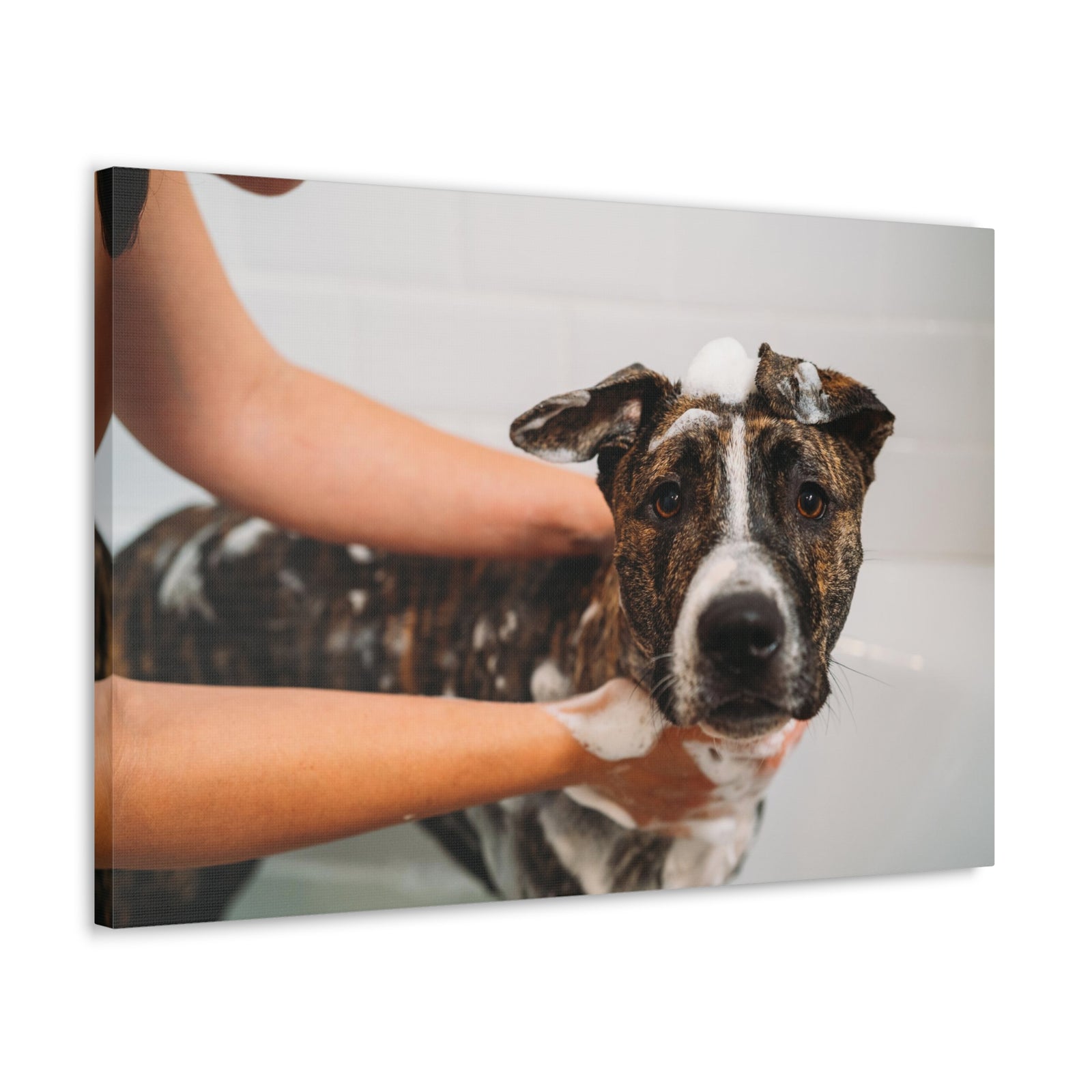Cute American Staffordshire Terrier Bathee Canvas Wall Art for Home Decor Ready-to-Hang-Express Your Love Gifts