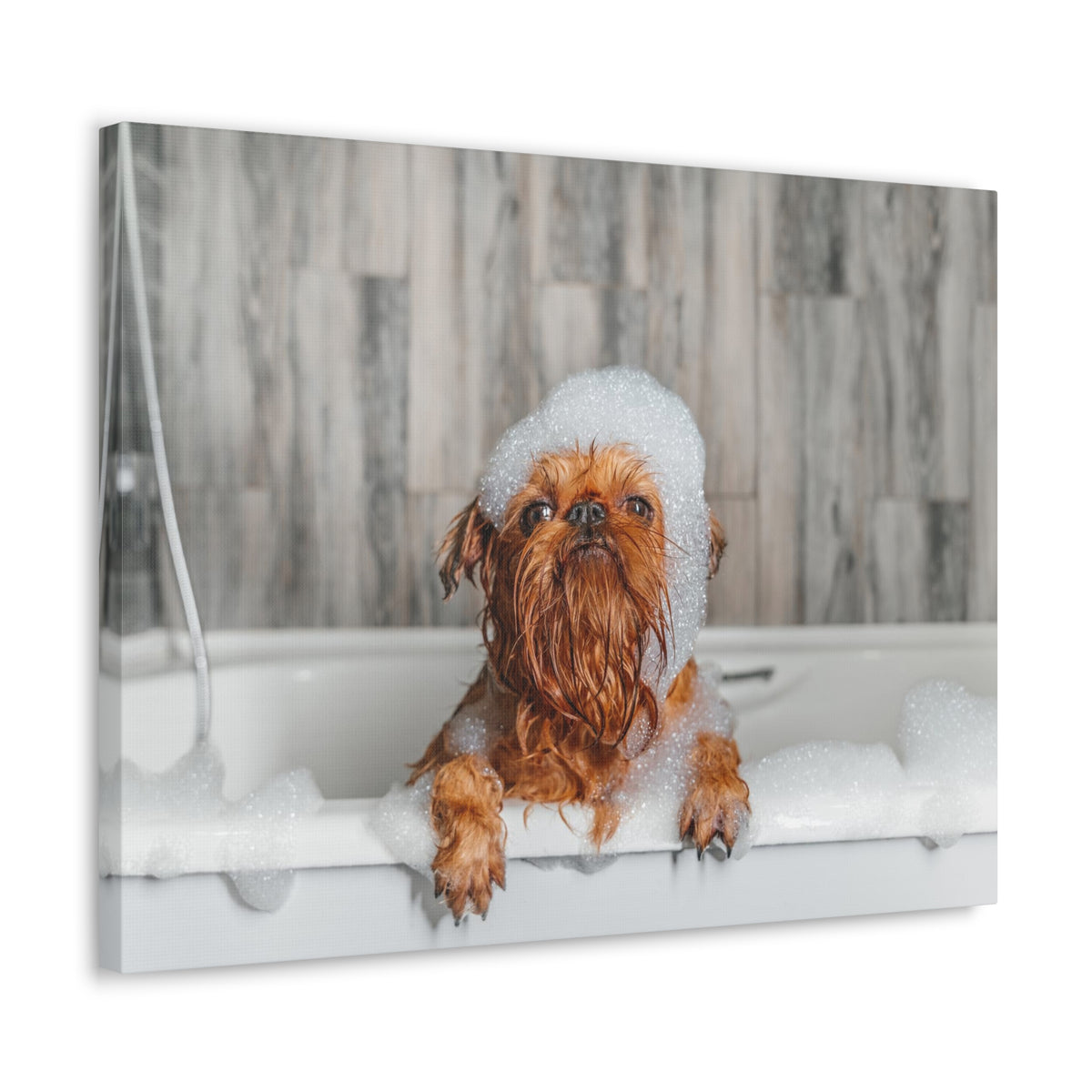 Cute Little Griffon Bathee Canvas Wall Art for Home Decor Ready-to-Hang-Express Your Love Gifts