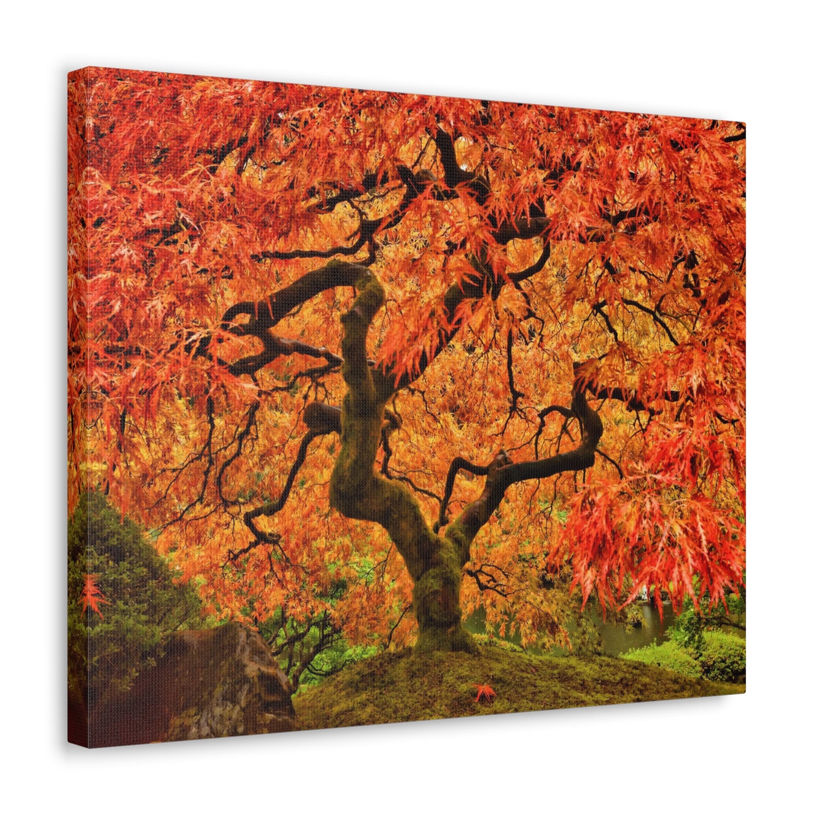 Japanese Maple Tree In Autumn Canvas Wall Art for Home Decor Ready-to-Hang-Express Your Love Gifts