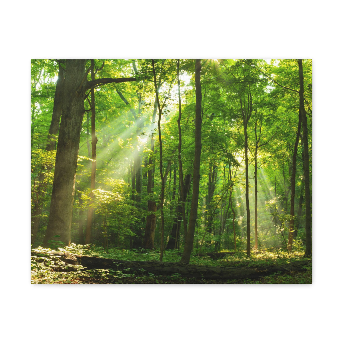 Green Forest Summer Sunlight Nature Wilderness Photography Canvas Wall Art for Home Decor Ready-to-Hang-Express Your Love Gifts