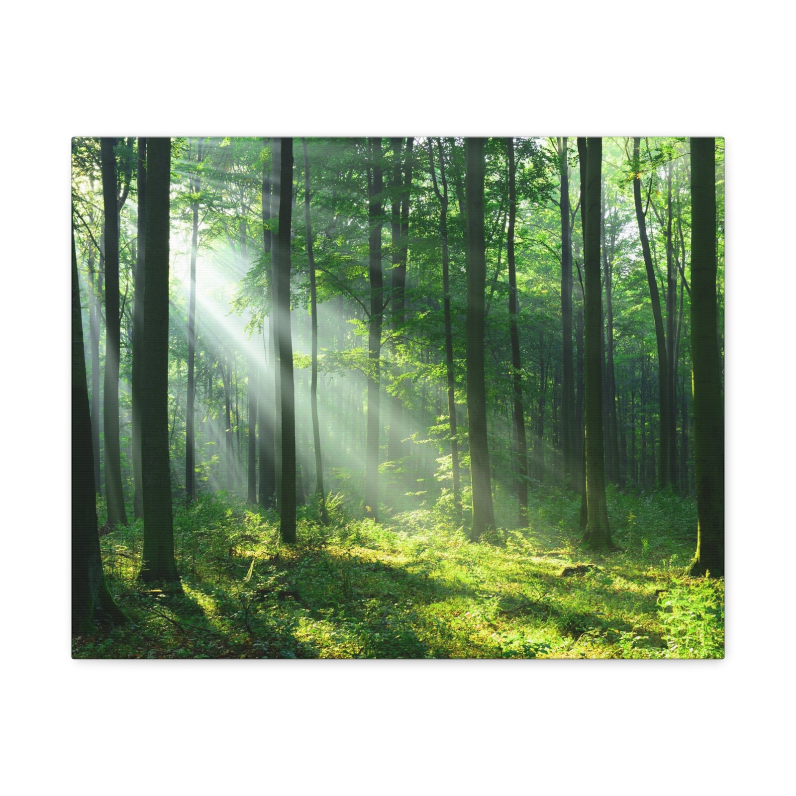 Green Forest Sunlight Nature Wilderness Photography Canvas Wall Art for Home Decor Ready-to-Hang-Express Your Love Gifts
