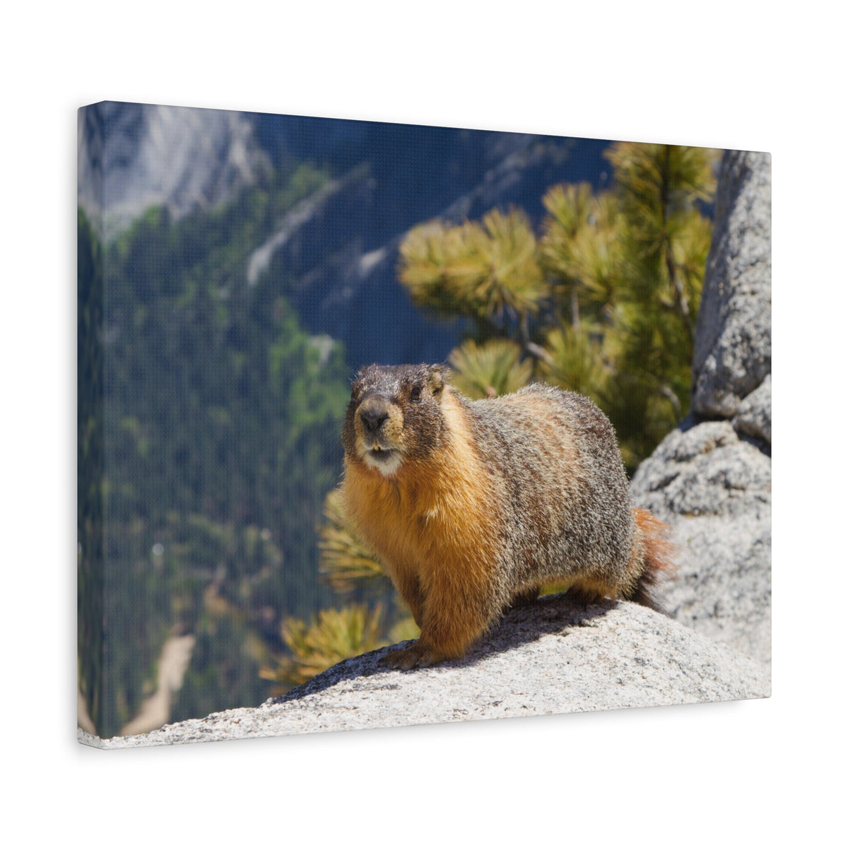 Majestic Yellow Bellied Marmot Art Majestic Yellow Bellied Marmot Print Animal Wall Art Wildlife Canvas Prints Wall Art Ready to Hang-Express Your Love Gifts