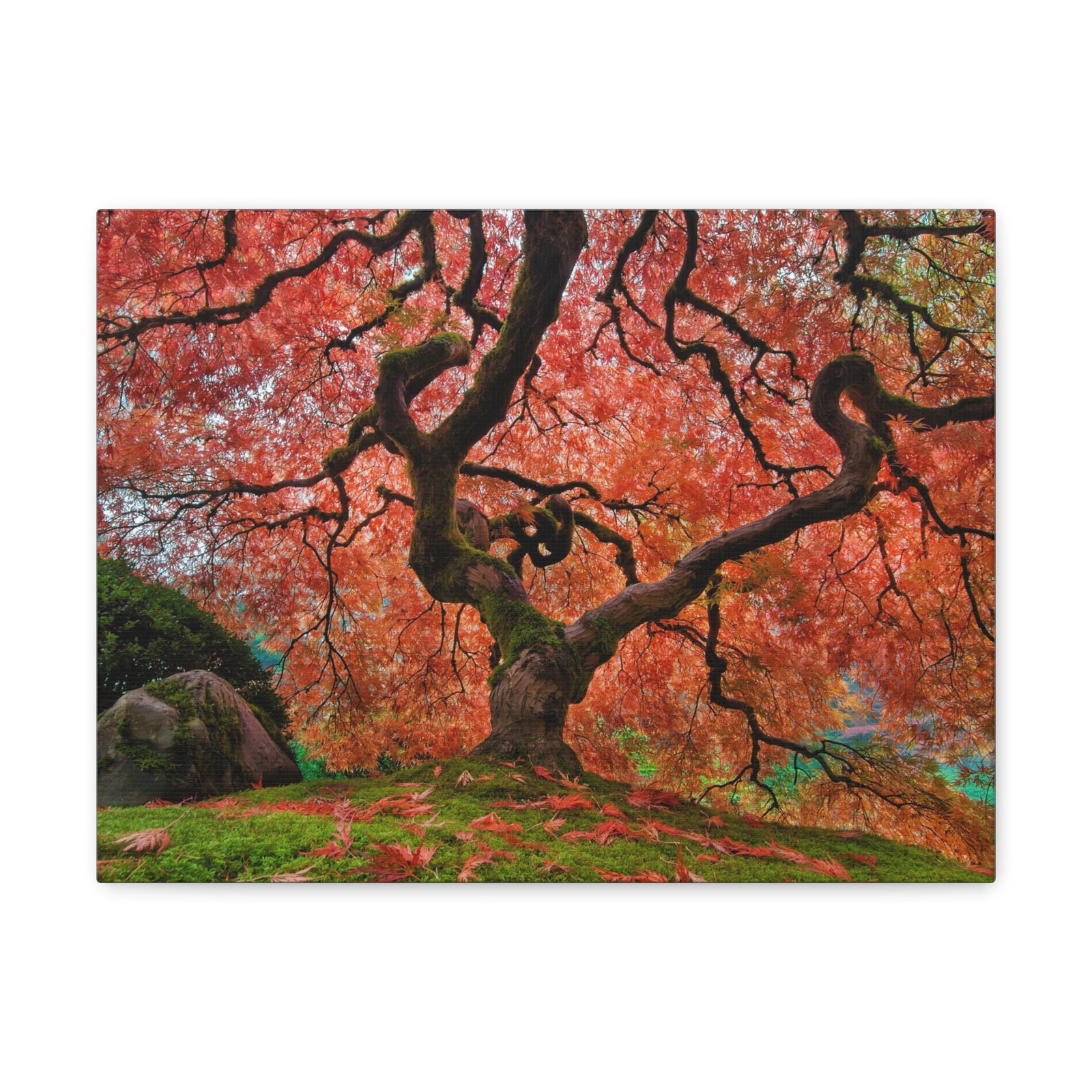 Old Japanese Maple Tree In Japanese Garden Canvas Wall Art for Home Decor Ready-to-Hang-Express Your Love Gifts