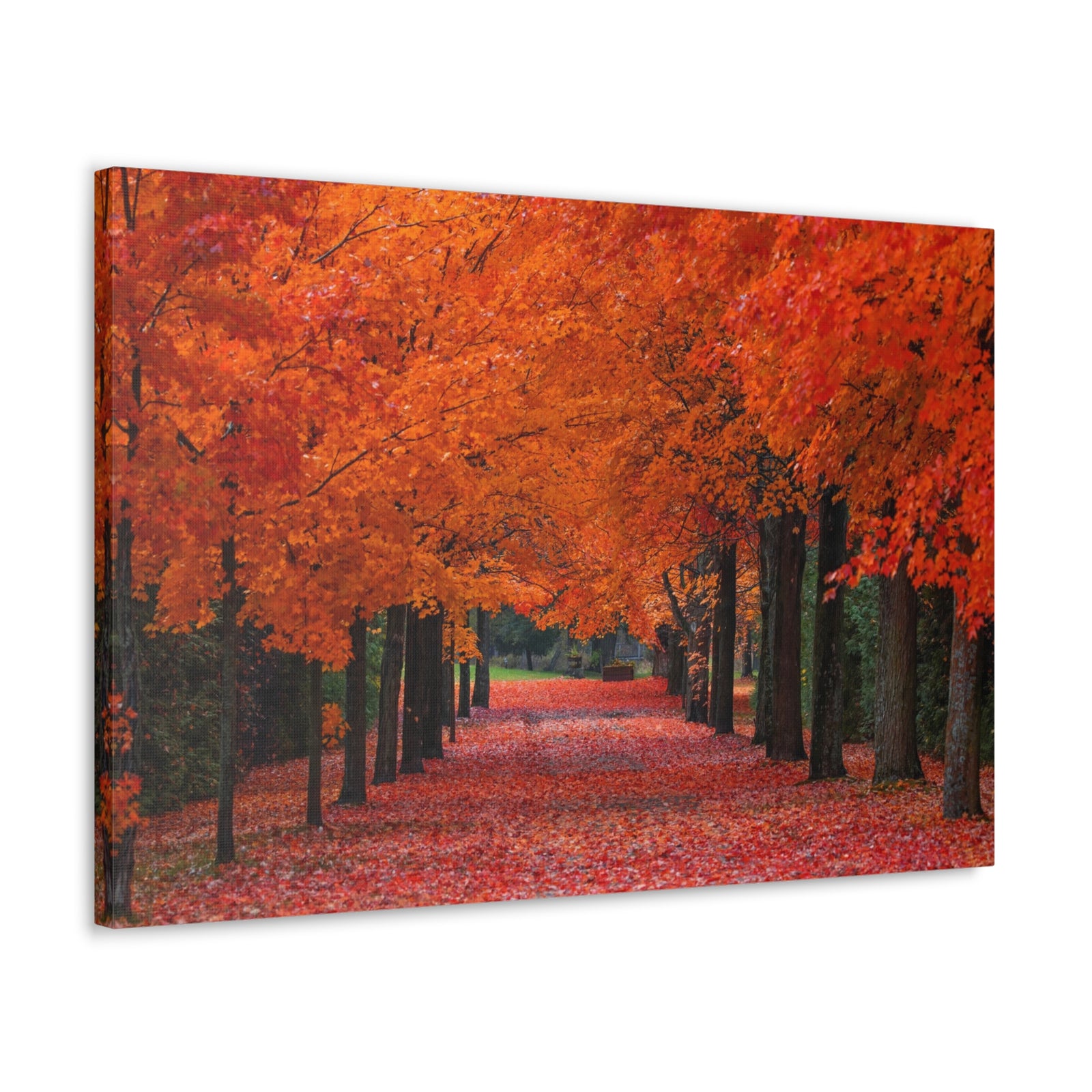 Autumn Forest Orange Leave Tree Trail Nature Wilderness Photography Canvas Wall Art for Home Decor Ready-to-Hang-Express Your Love Gifts